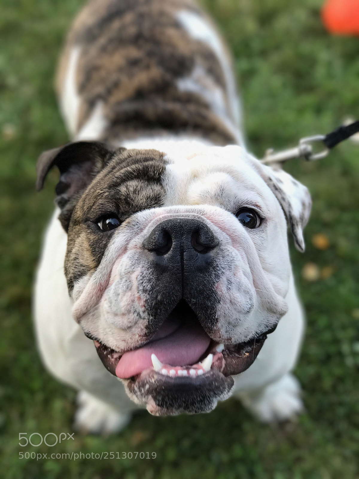 Apple iPhone 7 Plus sample photo. English bulldog photography
