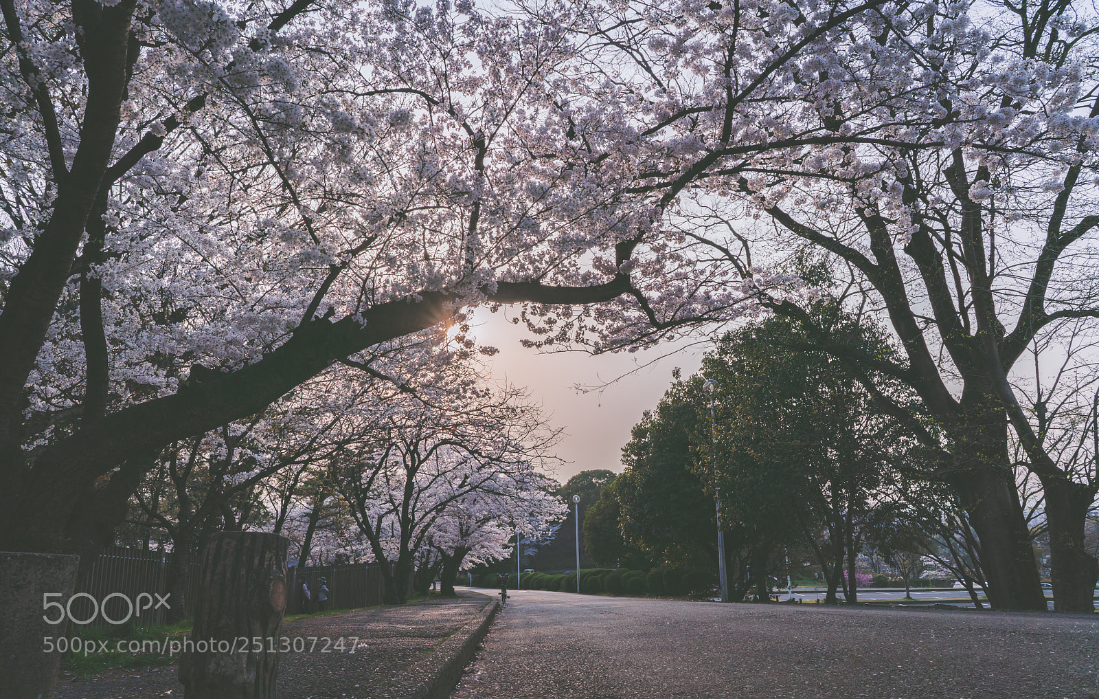Sony a7R III sample photo. Cherry blossoms photography
