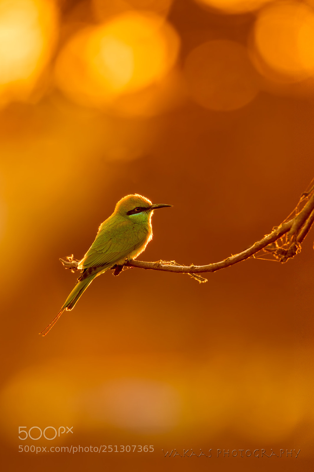 Nikon D850 sample photo. Green bee eater photography