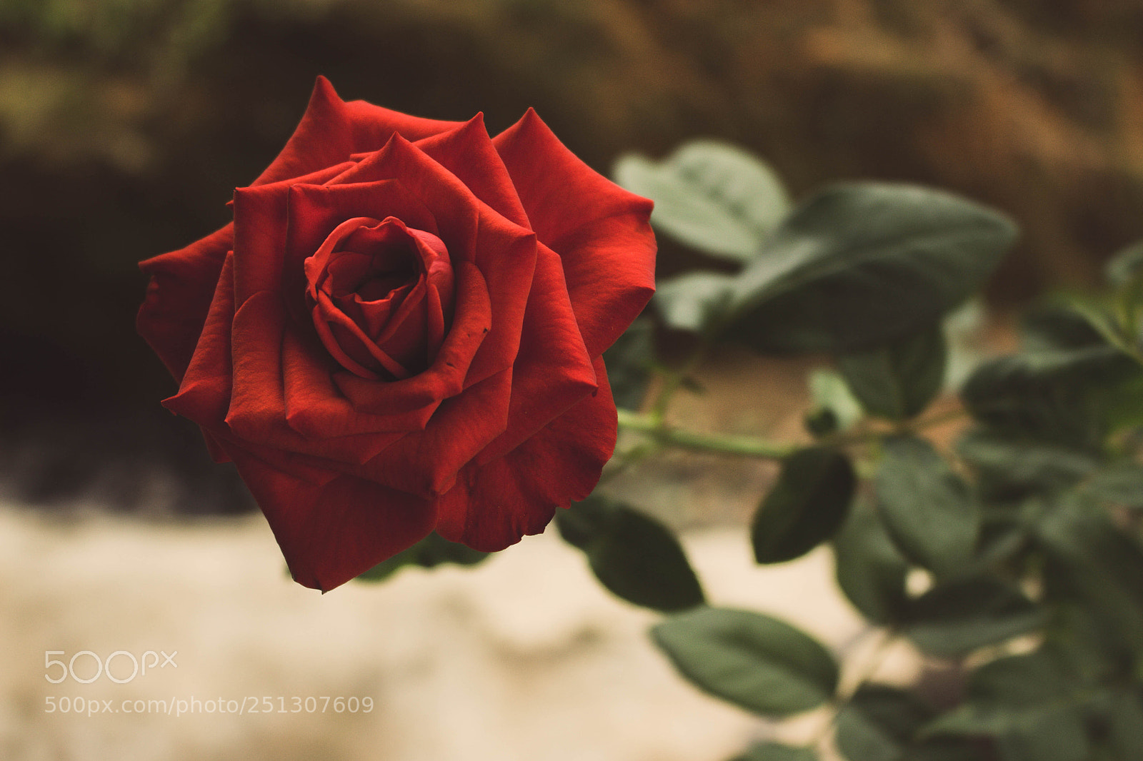 Canon EOS 700D (EOS Rebel T5i / EOS Kiss X7i) sample photo. Untitled photography