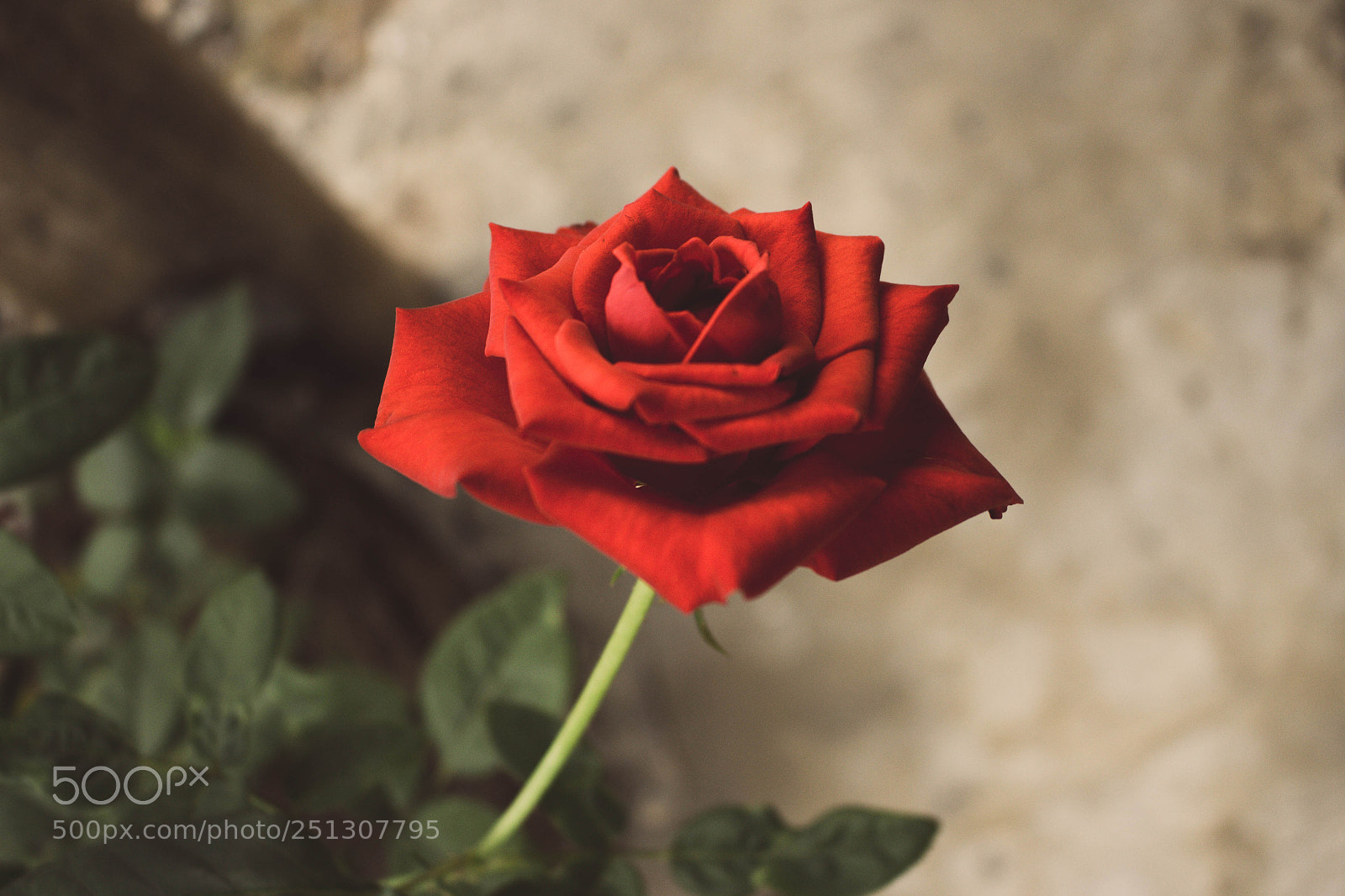 Canon EOS 700D (EOS Rebel T5i / EOS Kiss X7i) sample photo. Untitled photography