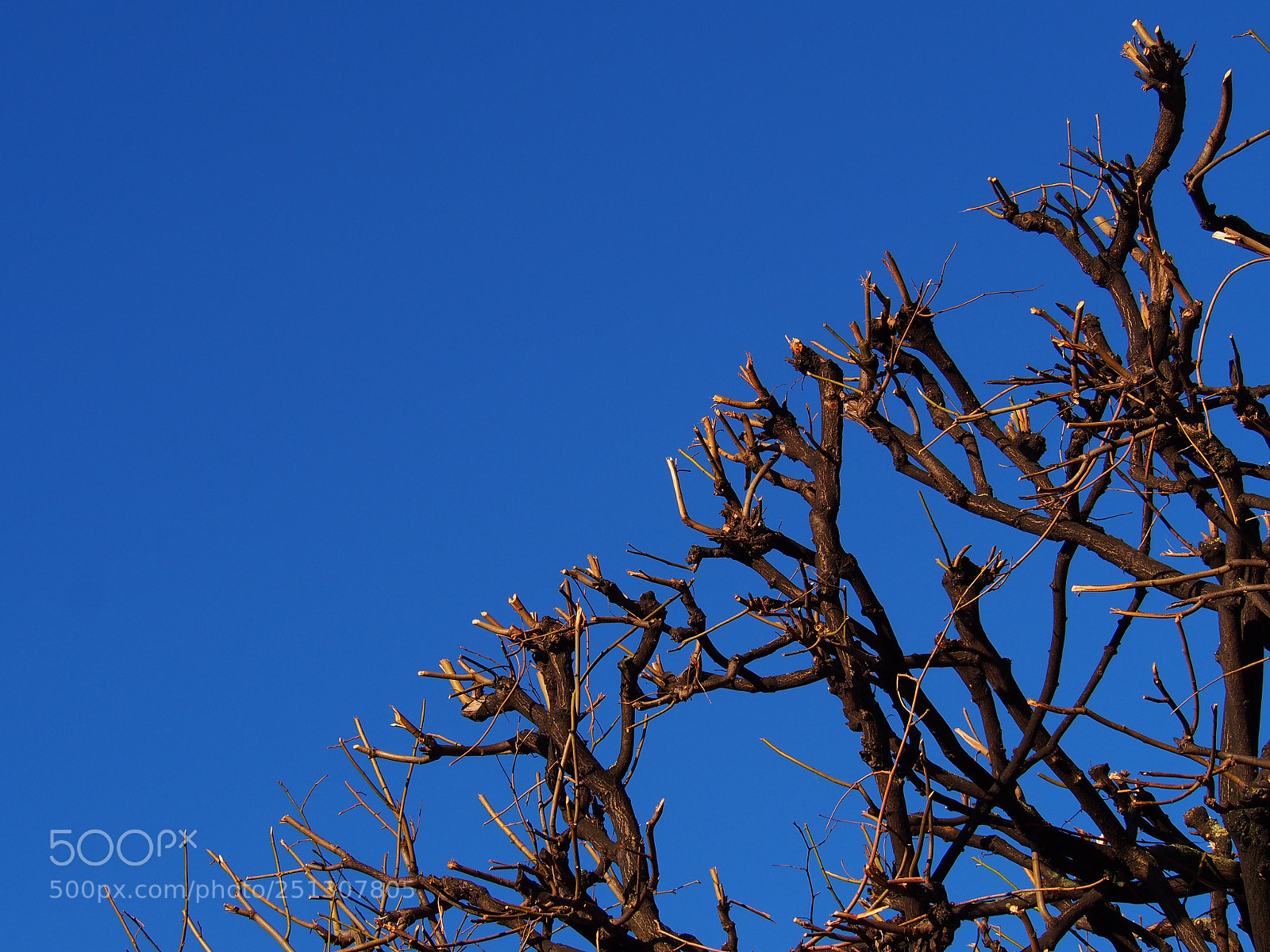 Olympus PEN E-PL6 sample photo. Spring, pleeeeeease! photography