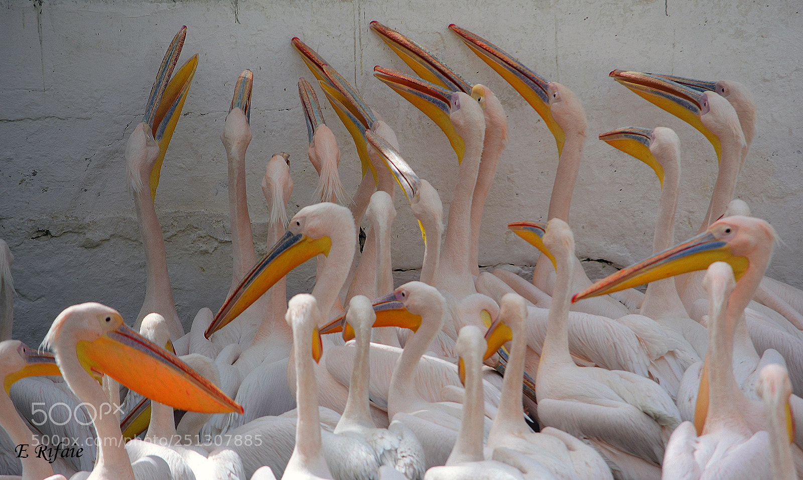 Nikon D7500 sample photo. Group of pelicans photography
