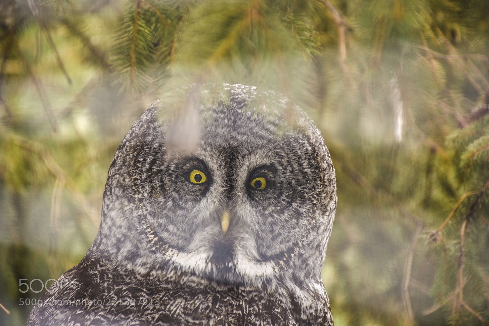 Nikon D7200 sample photo. Owl always see you photography