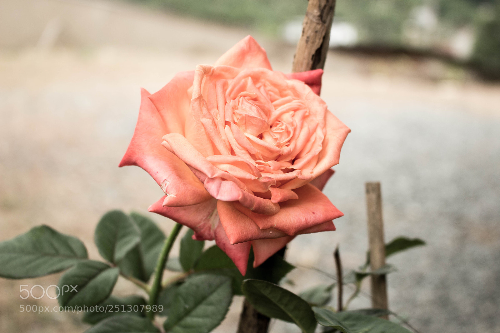 Canon EOS 700D (EOS Rebel T5i / EOS Kiss X7i) sample photo. Untitled photography