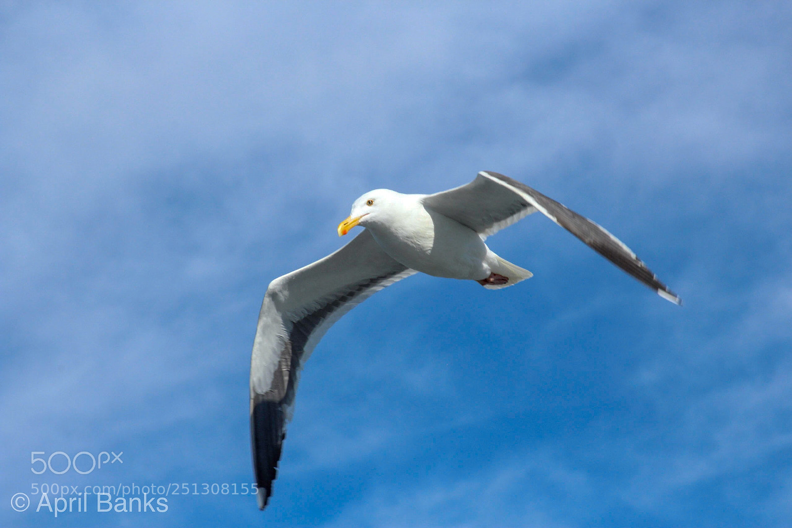 Canon EOS 600D (Rebel EOS T3i / EOS Kiss X5) sample photo. Soaring photography