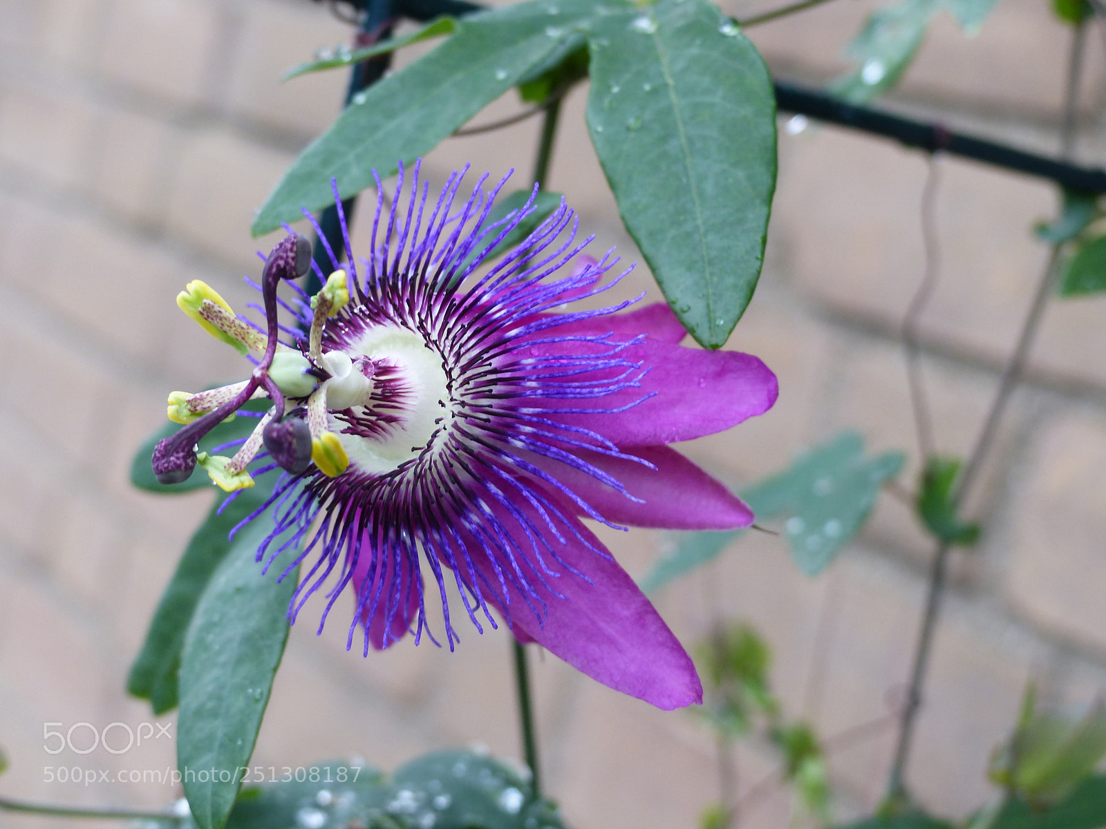 Panasonic Lumix DMC-FZ200 sample photo. Passionblume photography