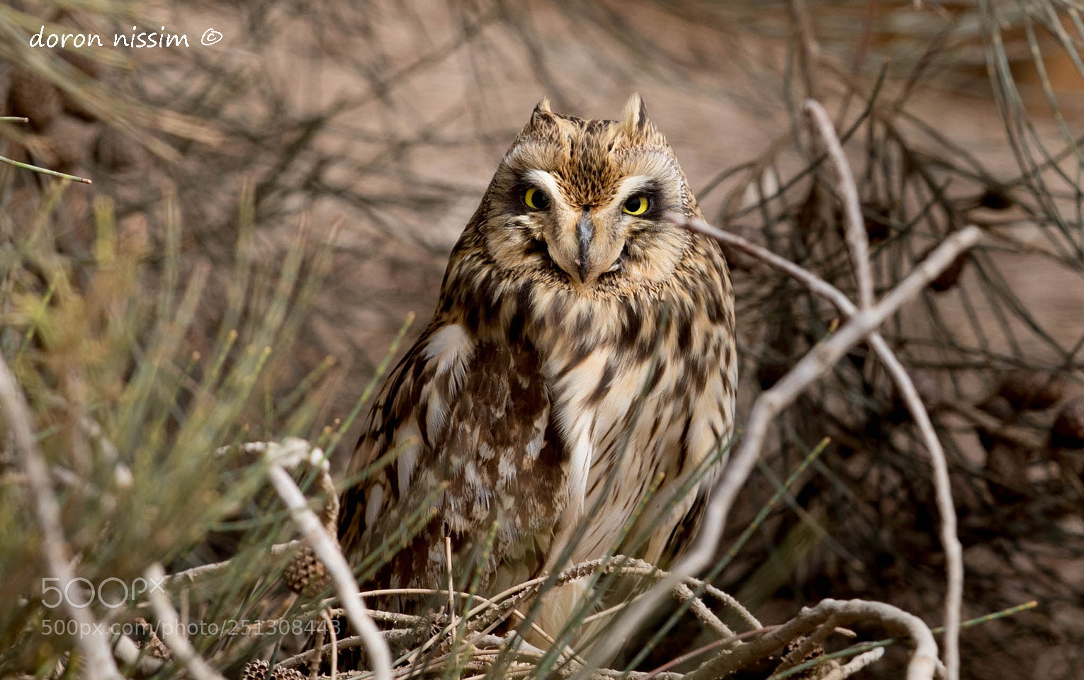 Canon EOS 5D Mark IV sample photo. Owl photography