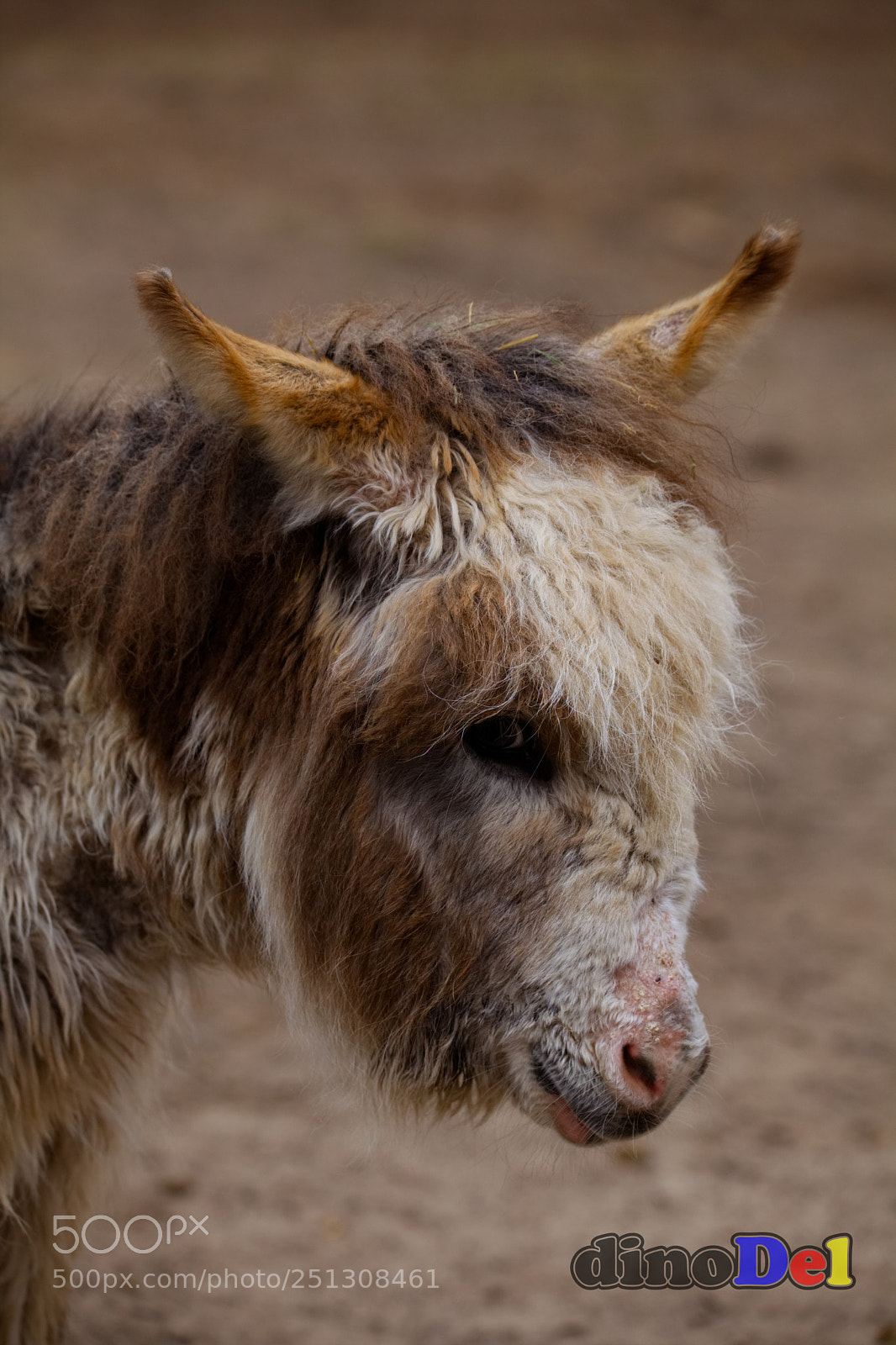 Canon EOS 5D Mark II sample photo. Fuzzy donkey photography