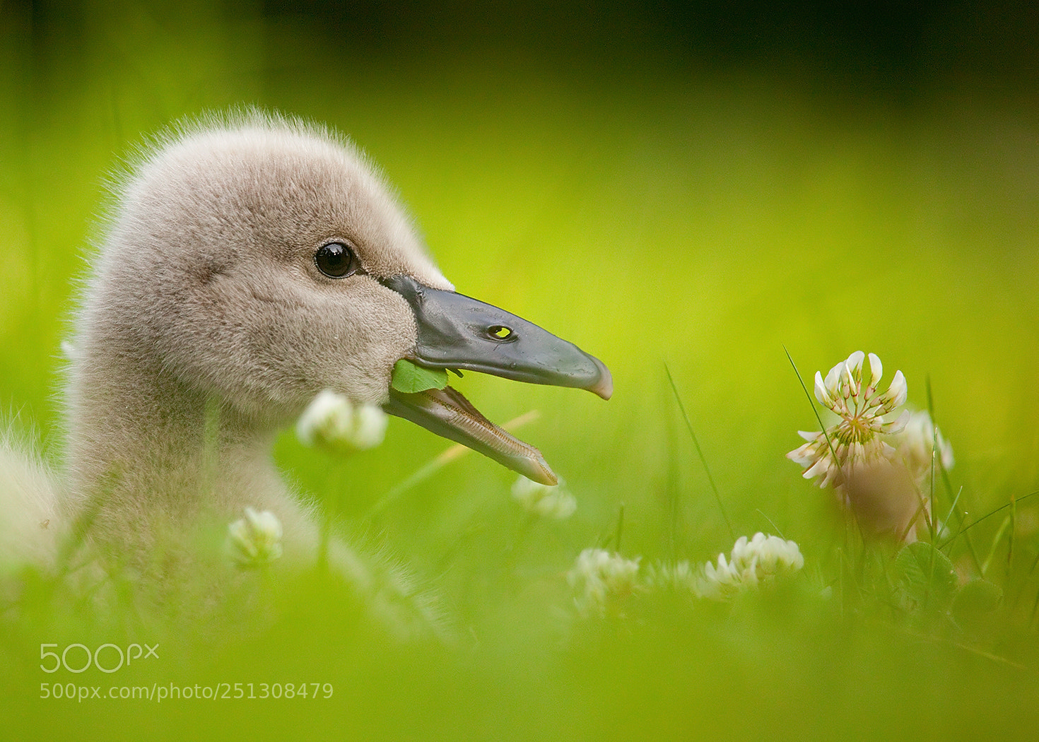 Canon EOS 5D Mark II sample photo. Black swan photography