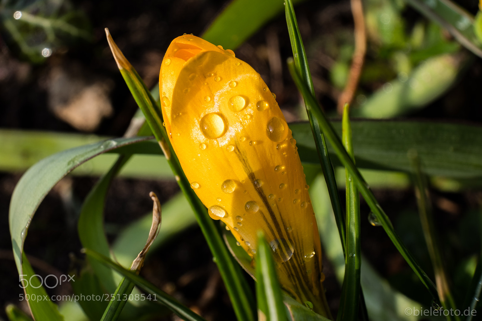 Fujifilm X-T20 sample photo. Water drops macro photography