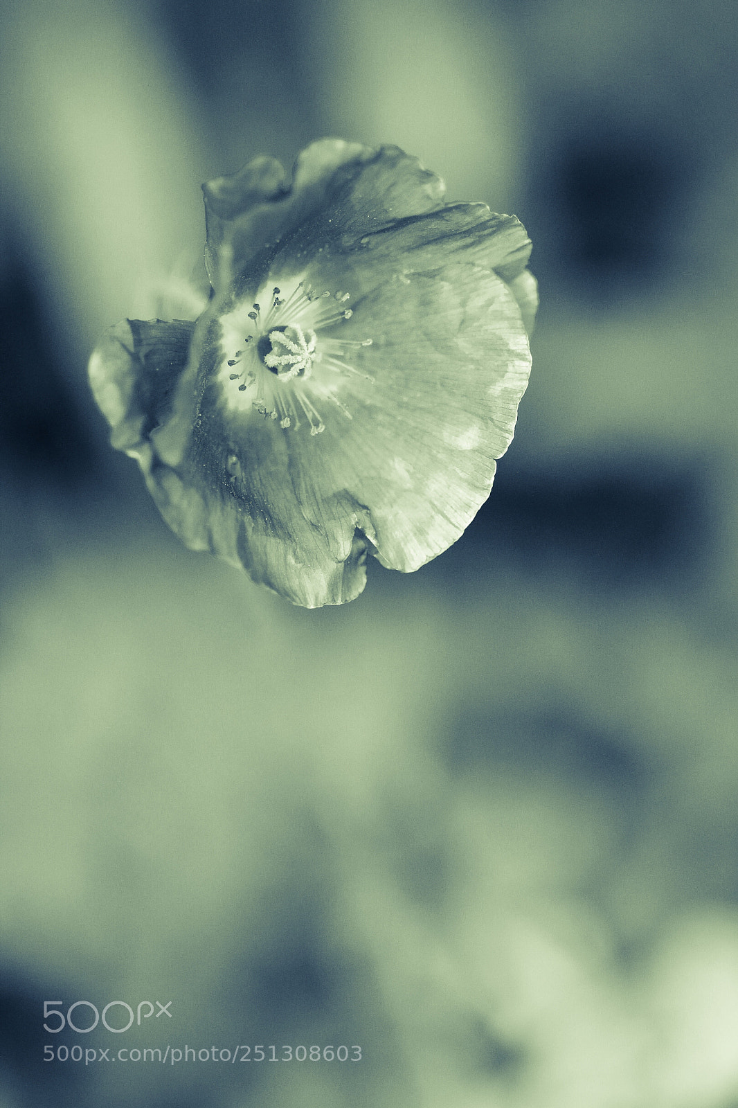 Canon EOS 600D (Rebel EOS T3i / EOS Kiss X5) sample photo. Shadows photography