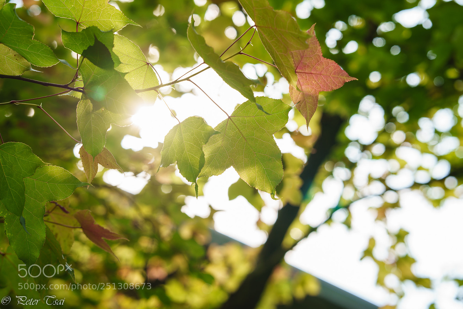 Sony a7R III sample photo. 楓 photography