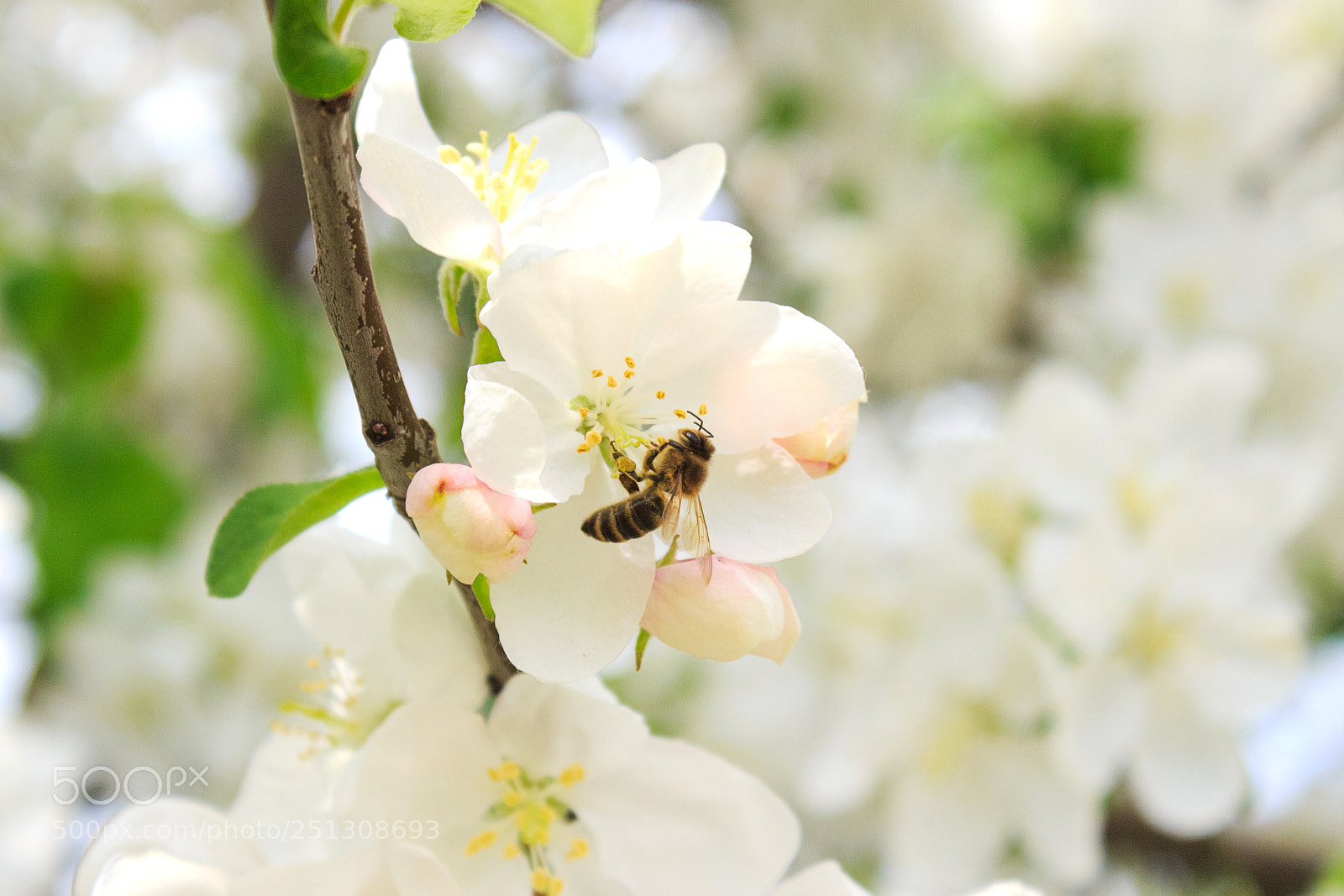 Canon EOS 650D (EOS Rebel T4i / EOS Kiss X6i) sample photo. Bee on a blossoming photography