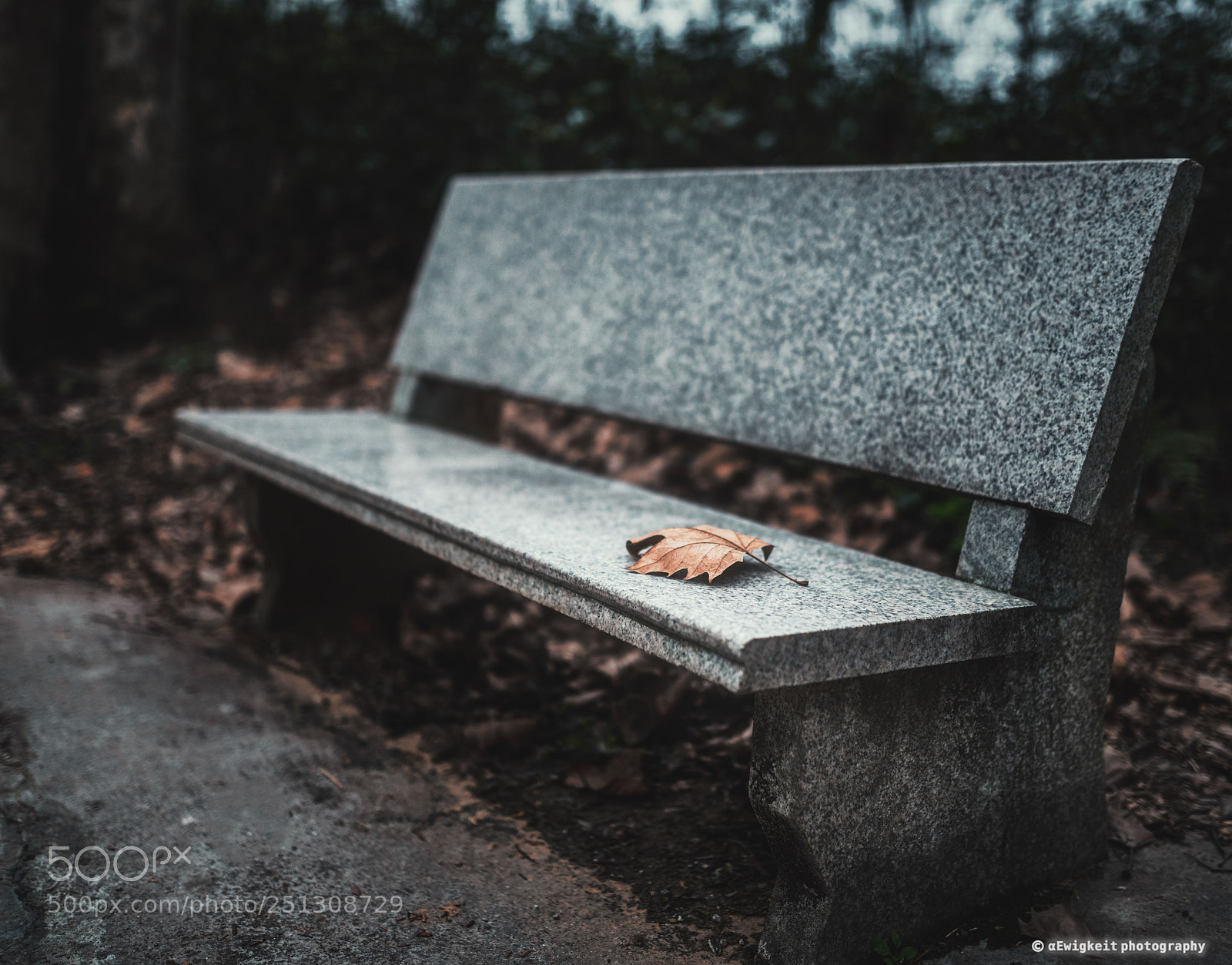 Nikon D850 sample photo. Dead leaf photography