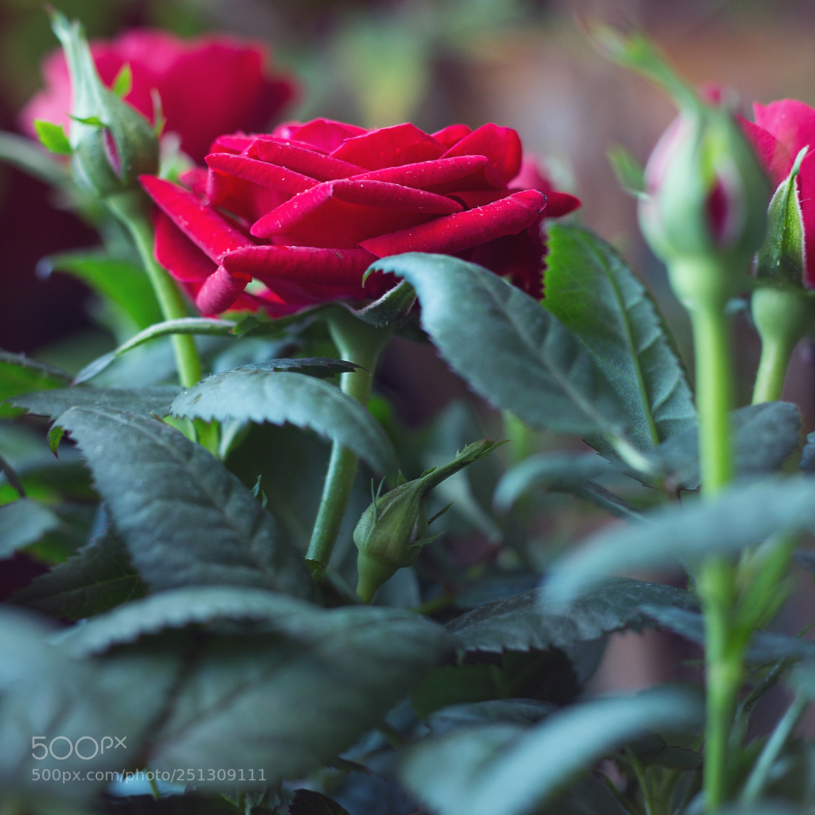 Canon EOS 700D (EOS Rebel T5i / EOS Kiss X7i) sample photo. Rose photography