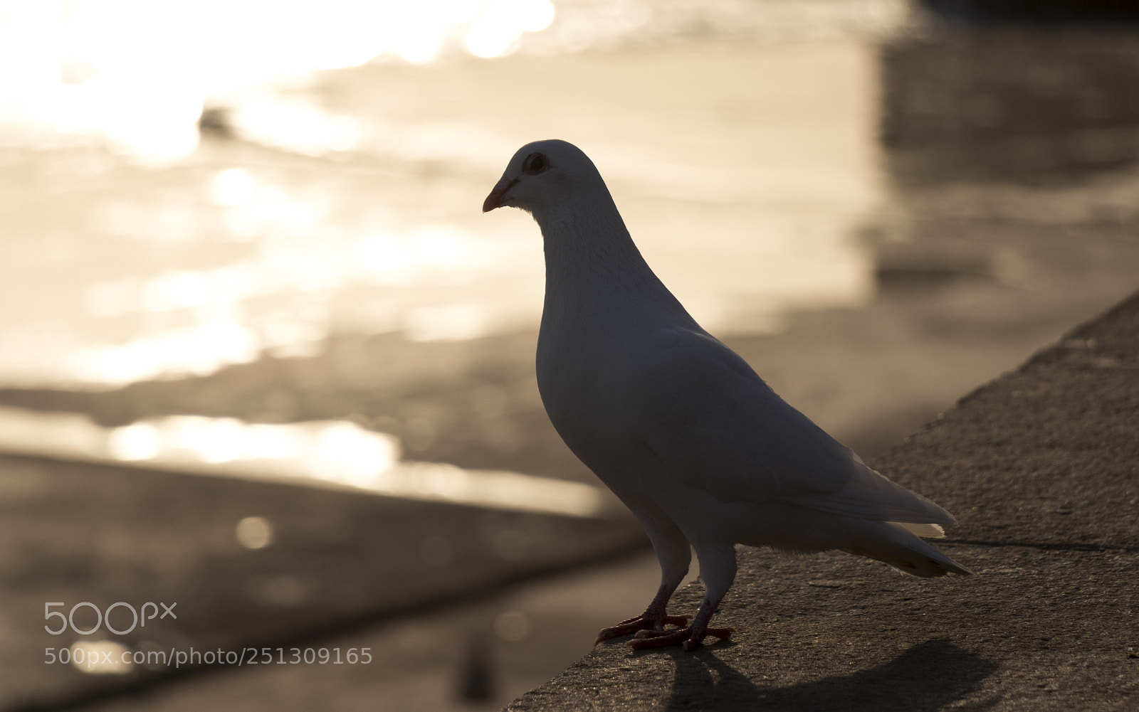 Canon EOS 80D sample photo. Untitled photography