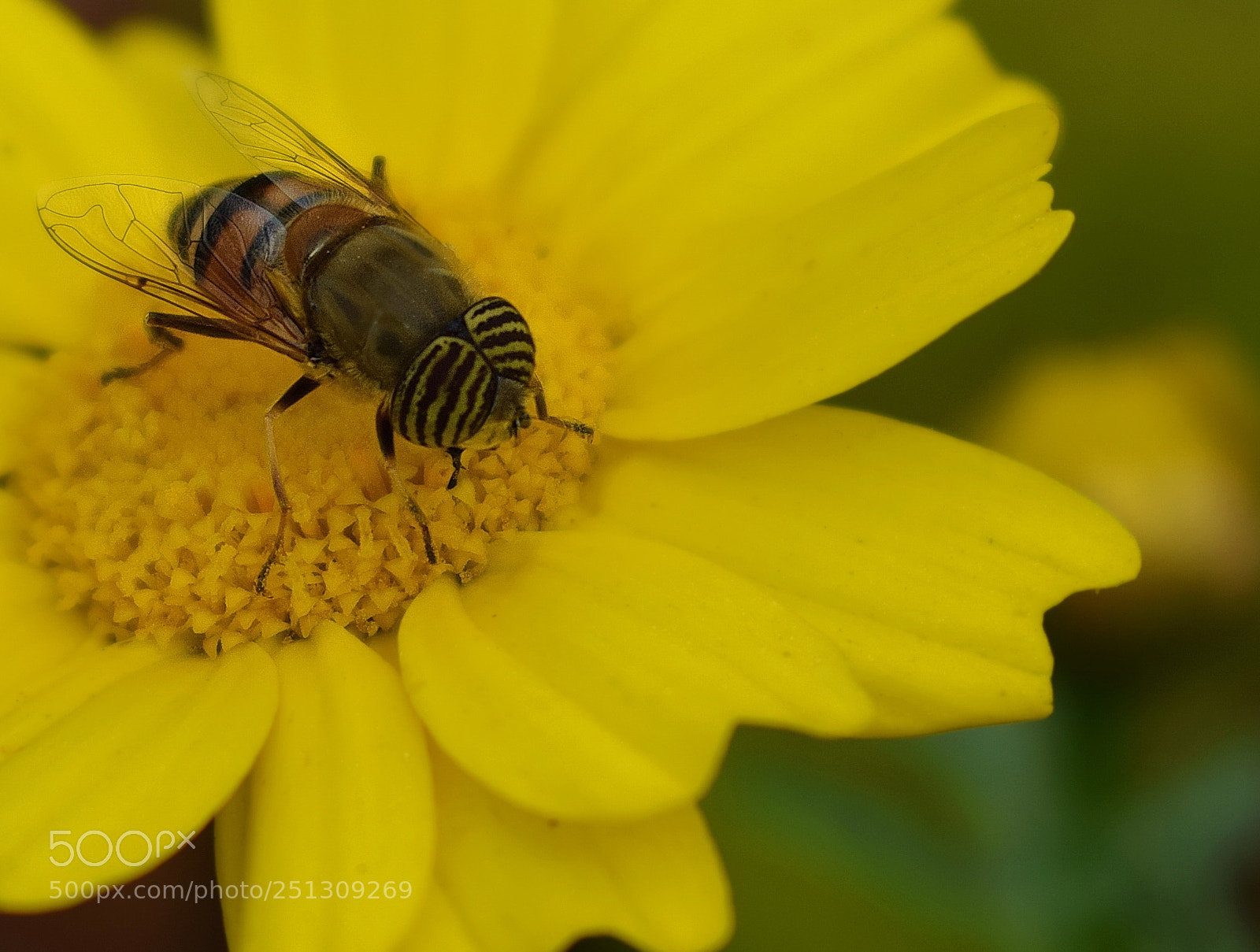 Nikon D5300 sample photo. Bee photography