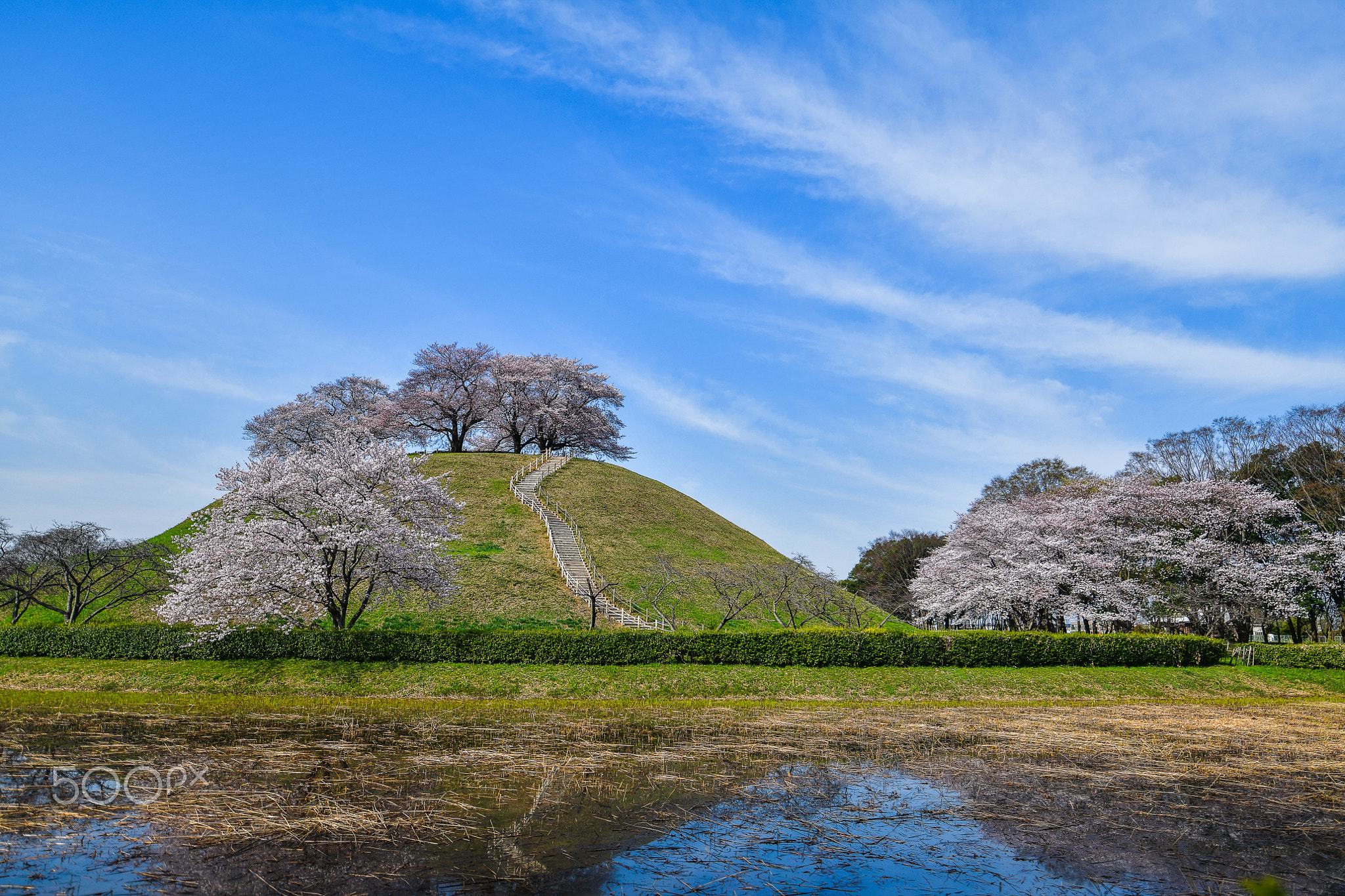 Cherry Trees on the Hill