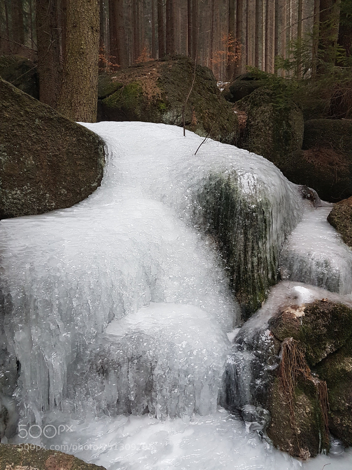 Samsung Galaxy S7 Edge sample photo. Frozen forest photography