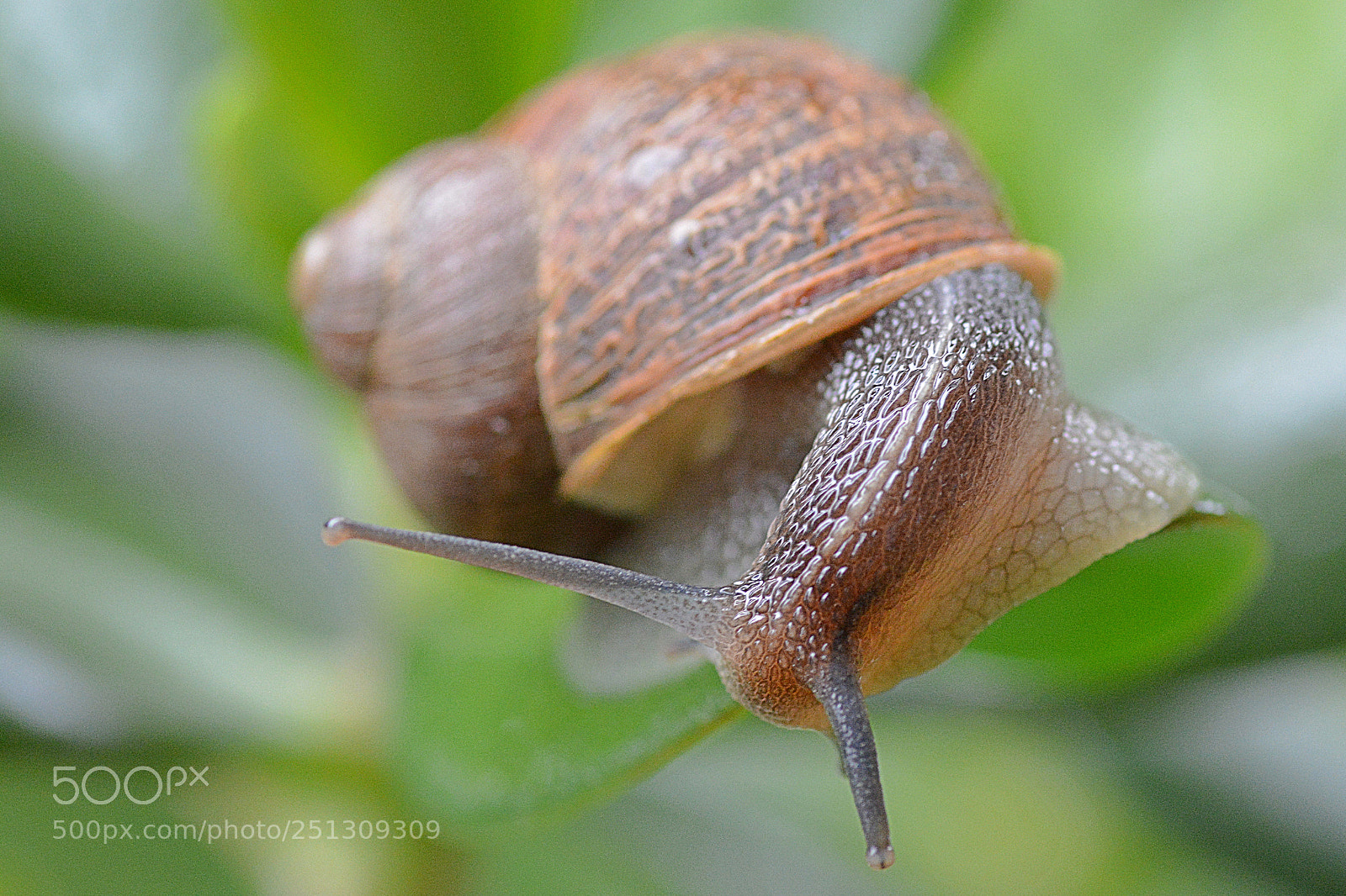 Nikon D7100 sample photo. Snail close up 2 photography