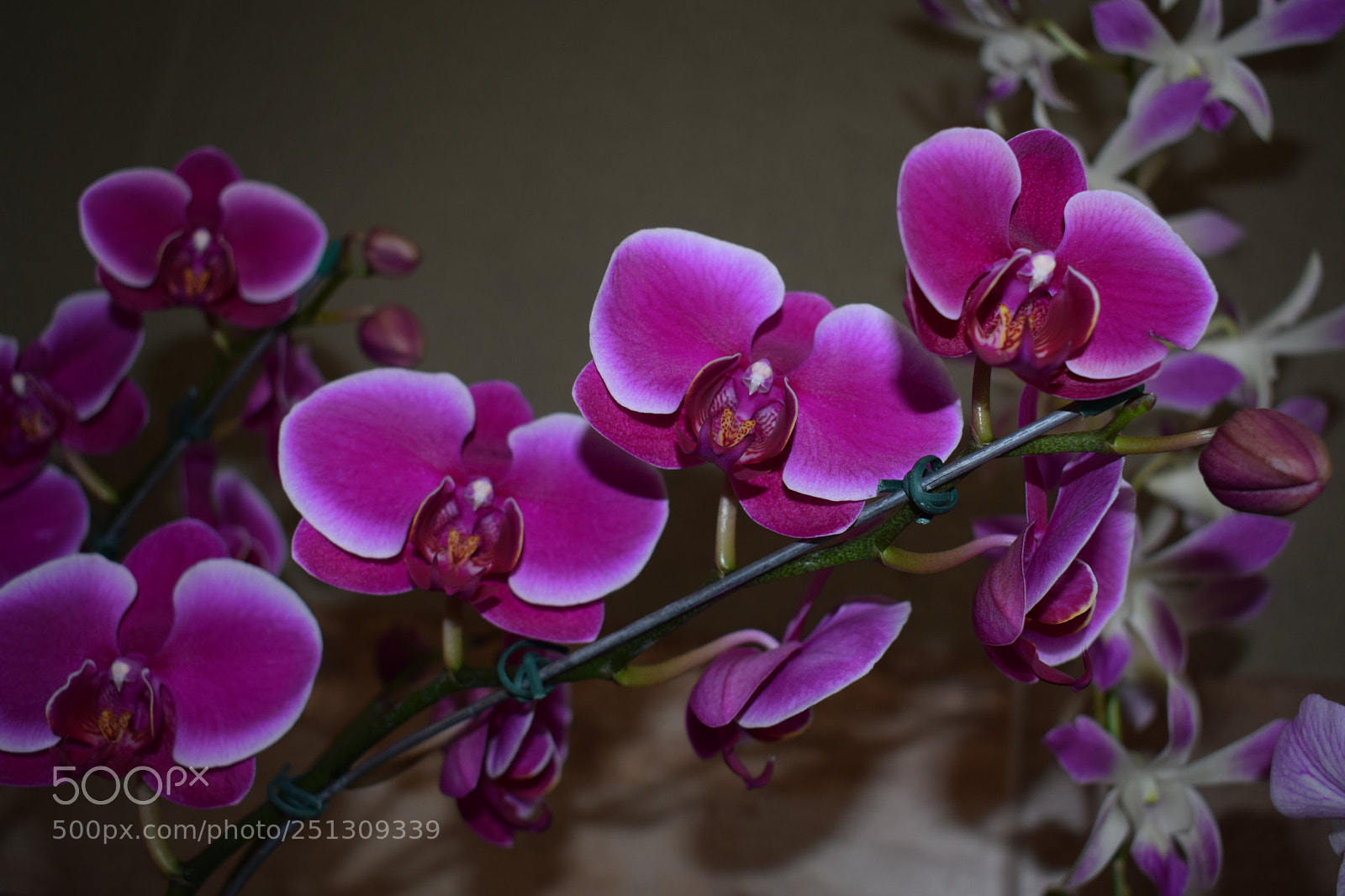 Nikon D3300 sample photo. Untitled photography