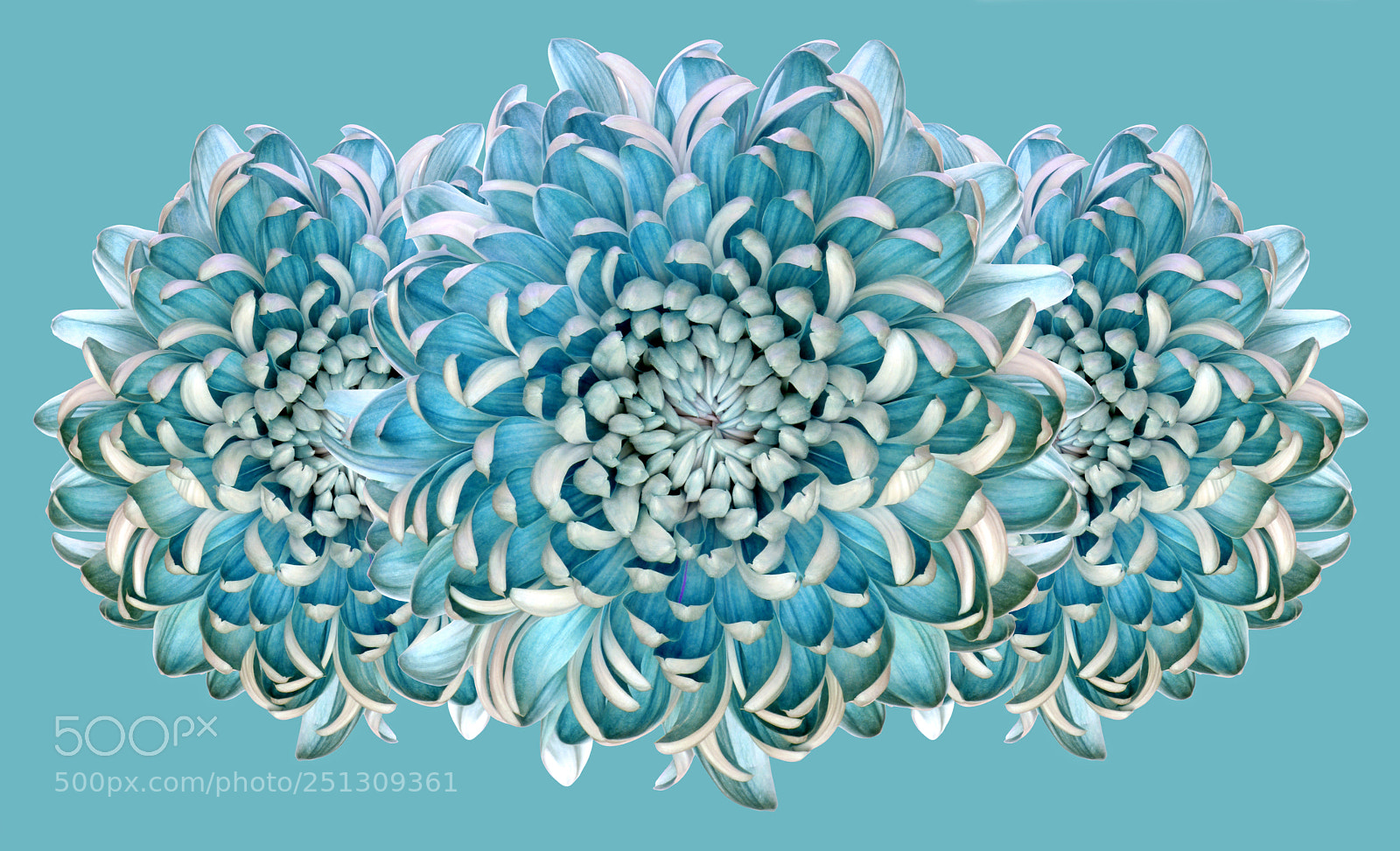 Canon EOS 5D Mark II sample photo. Blue chrysanths photography