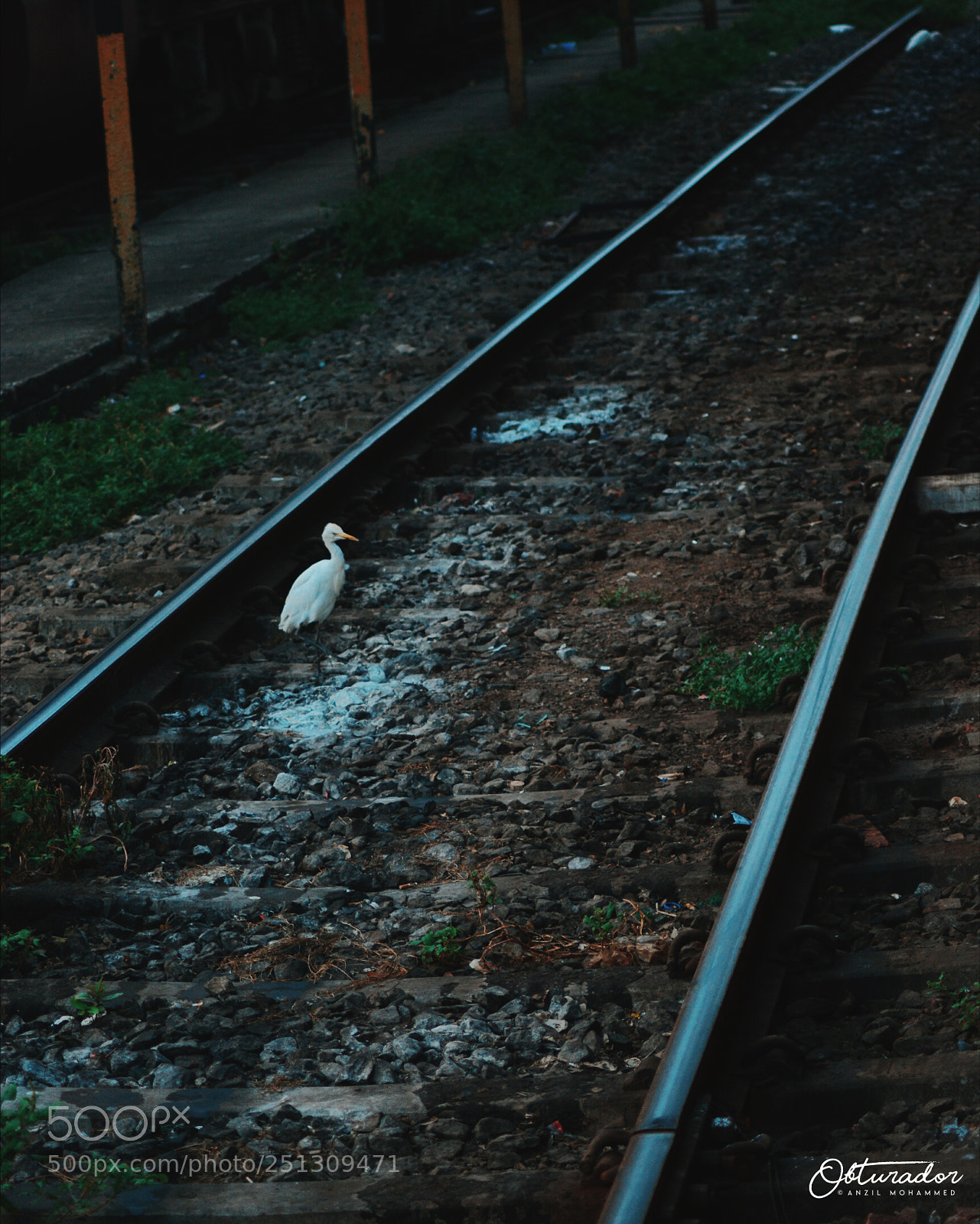 Nikon D5200 sample photo. The rails photography