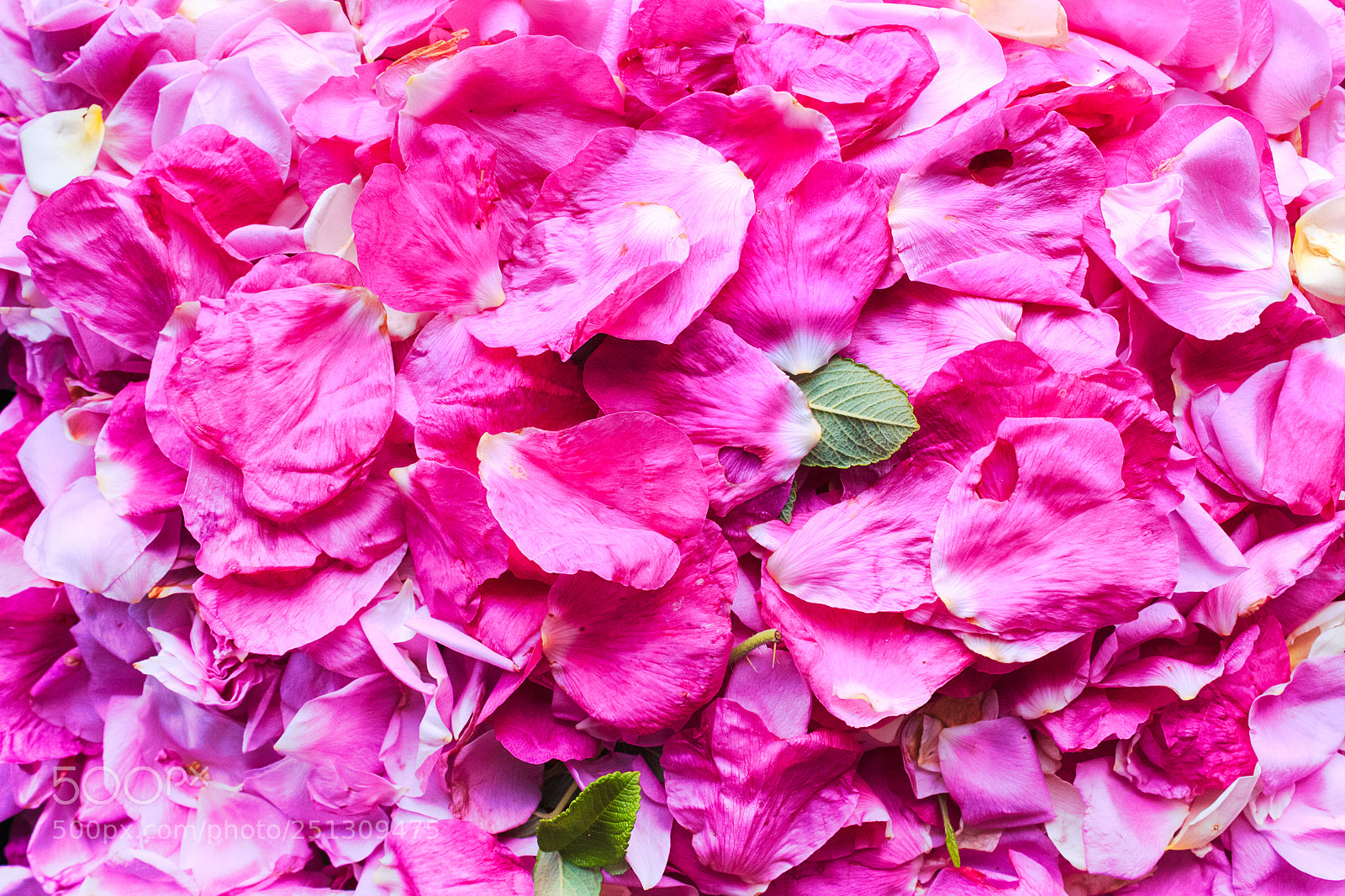 Canon EOS 650D (EOS Rebel T4i / EOS Kiss X6i) sample photo. Rose petals background photography