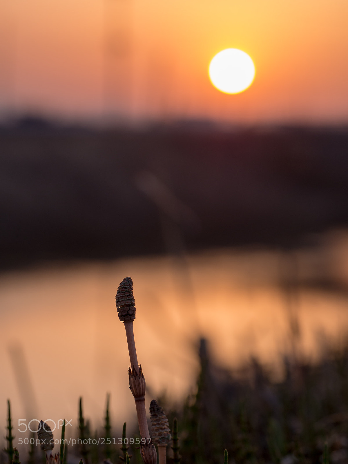 Olympus PEN E-PL5 sample photo. Sunset photography