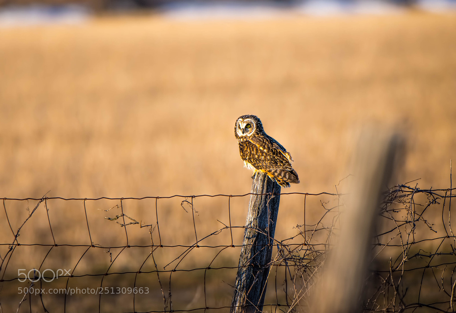 Nikon D850 sample photo. Short-eared owl photography