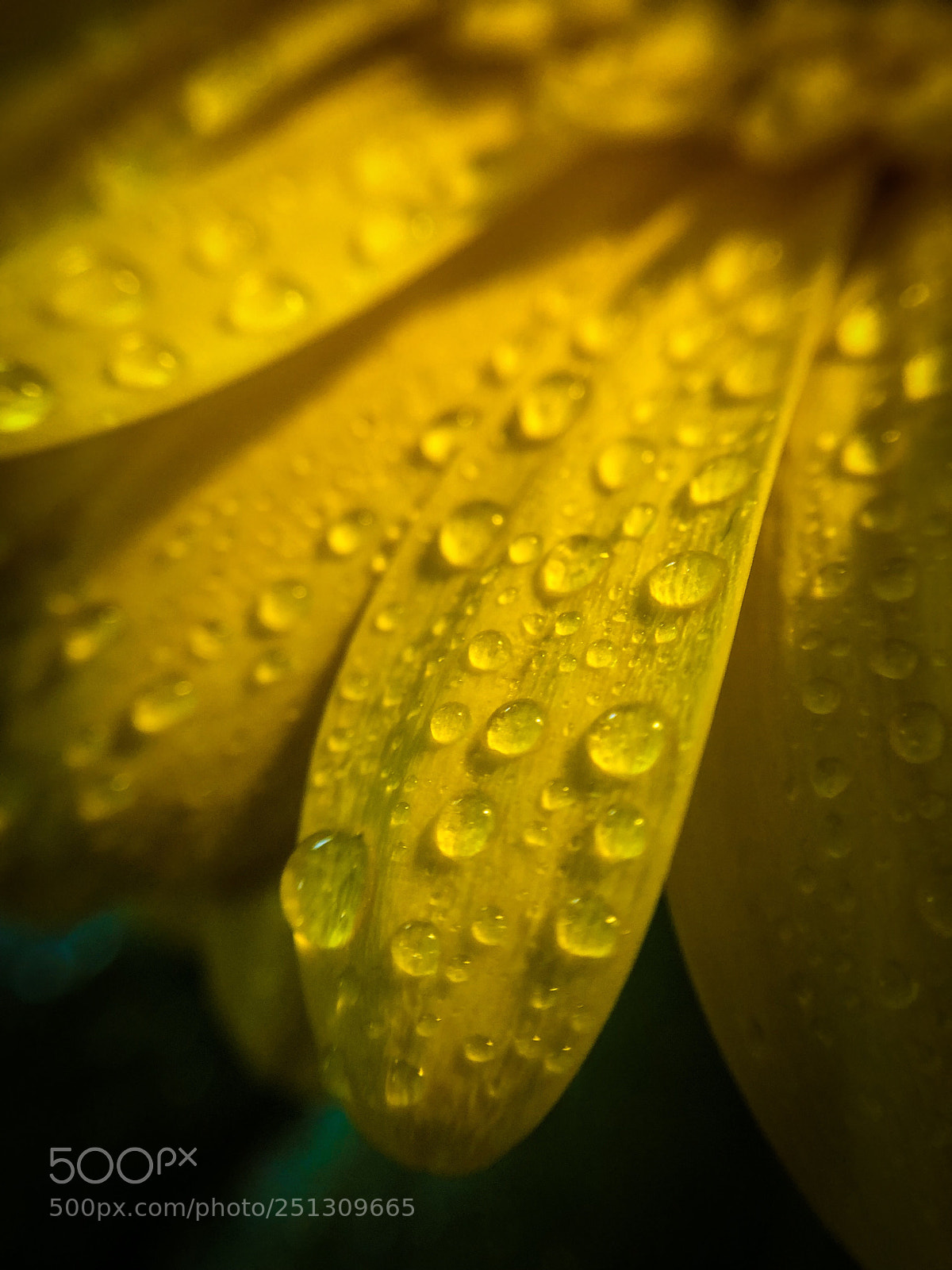 Apple iPhone 8 Plus sample photo. Water on yellow flower photography