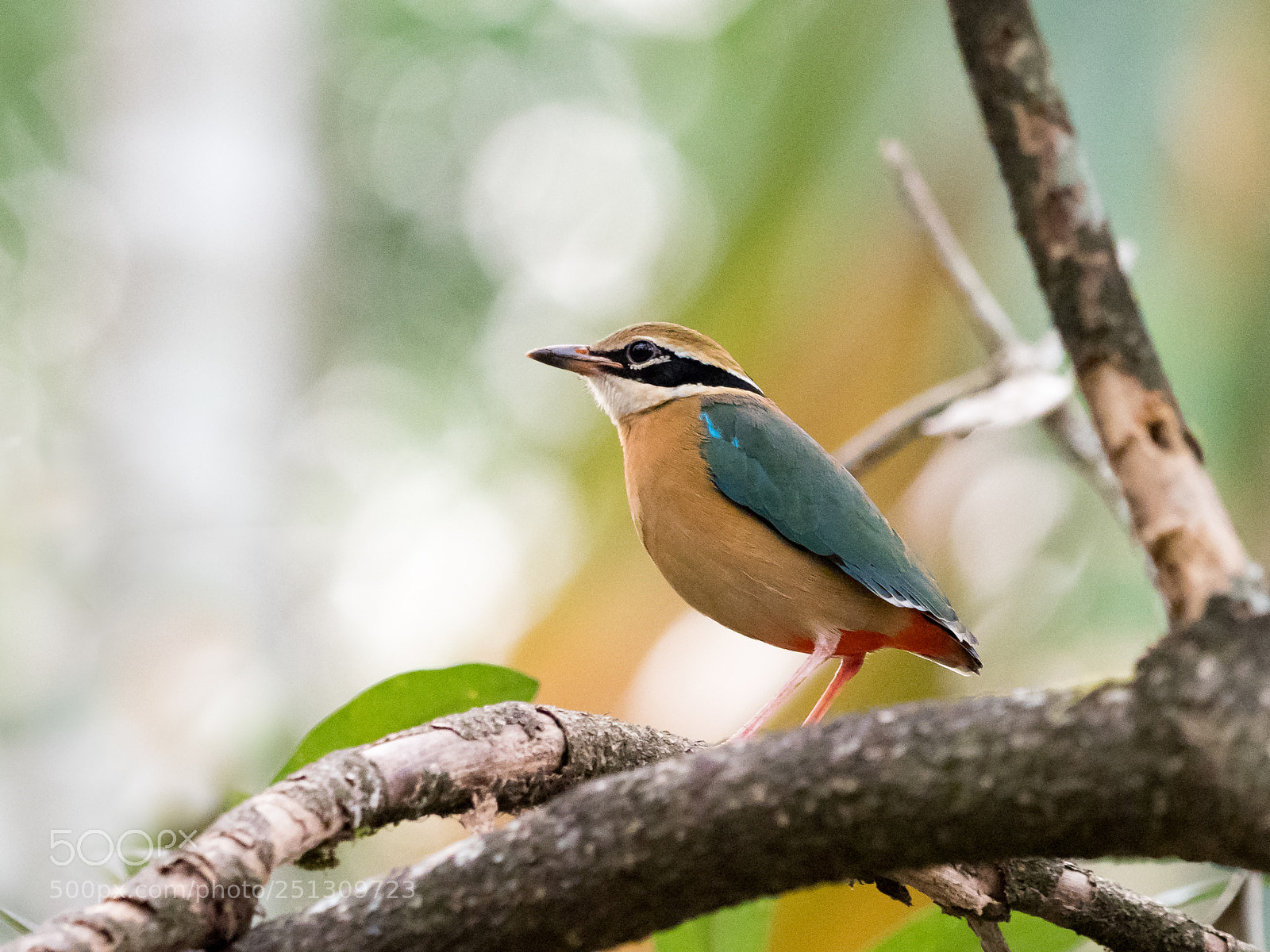 Olympus OM-D E-M1 Mark II sample photo. Indian pitta photography