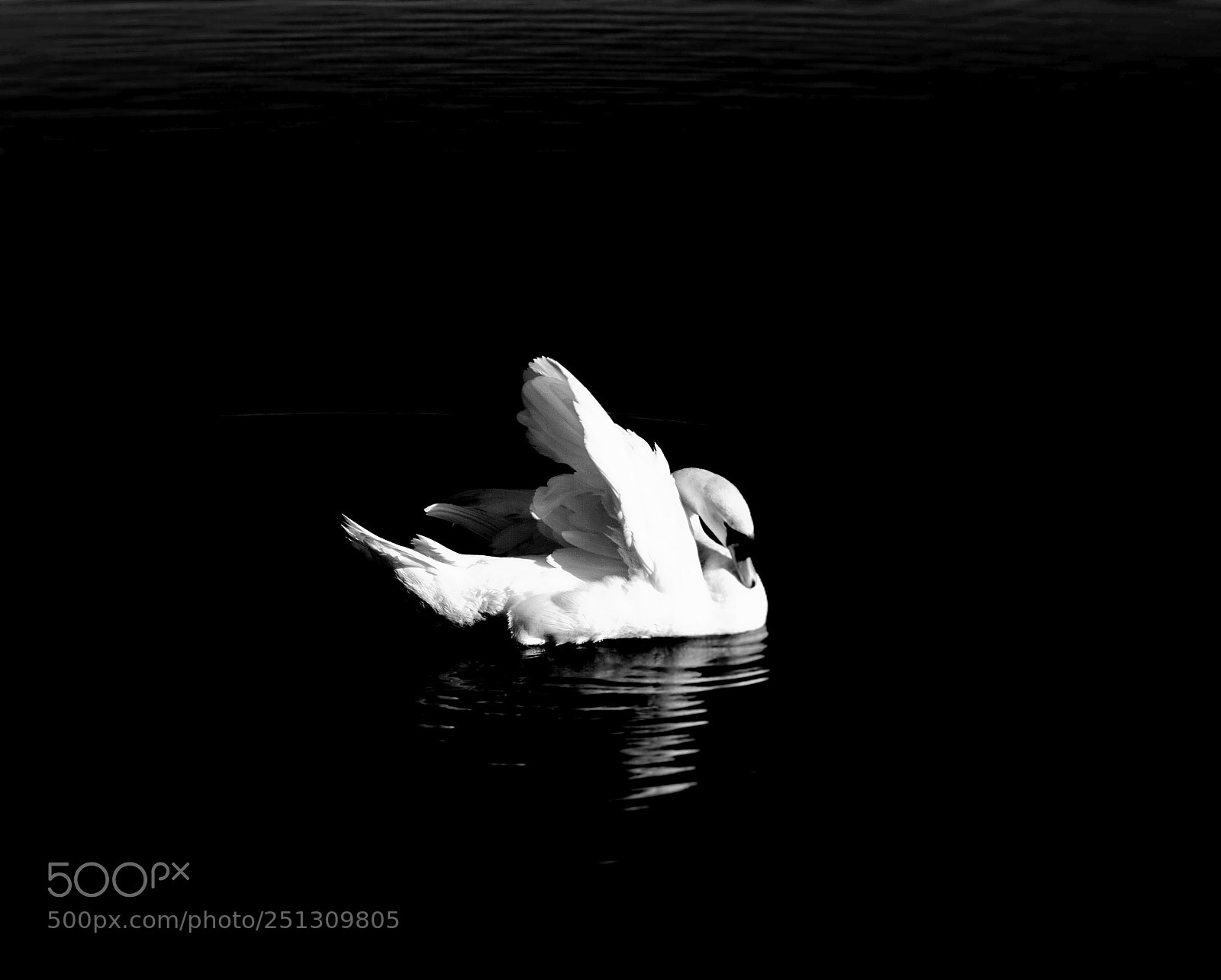 Nikon D3200 sample photo. Swan b&w photography