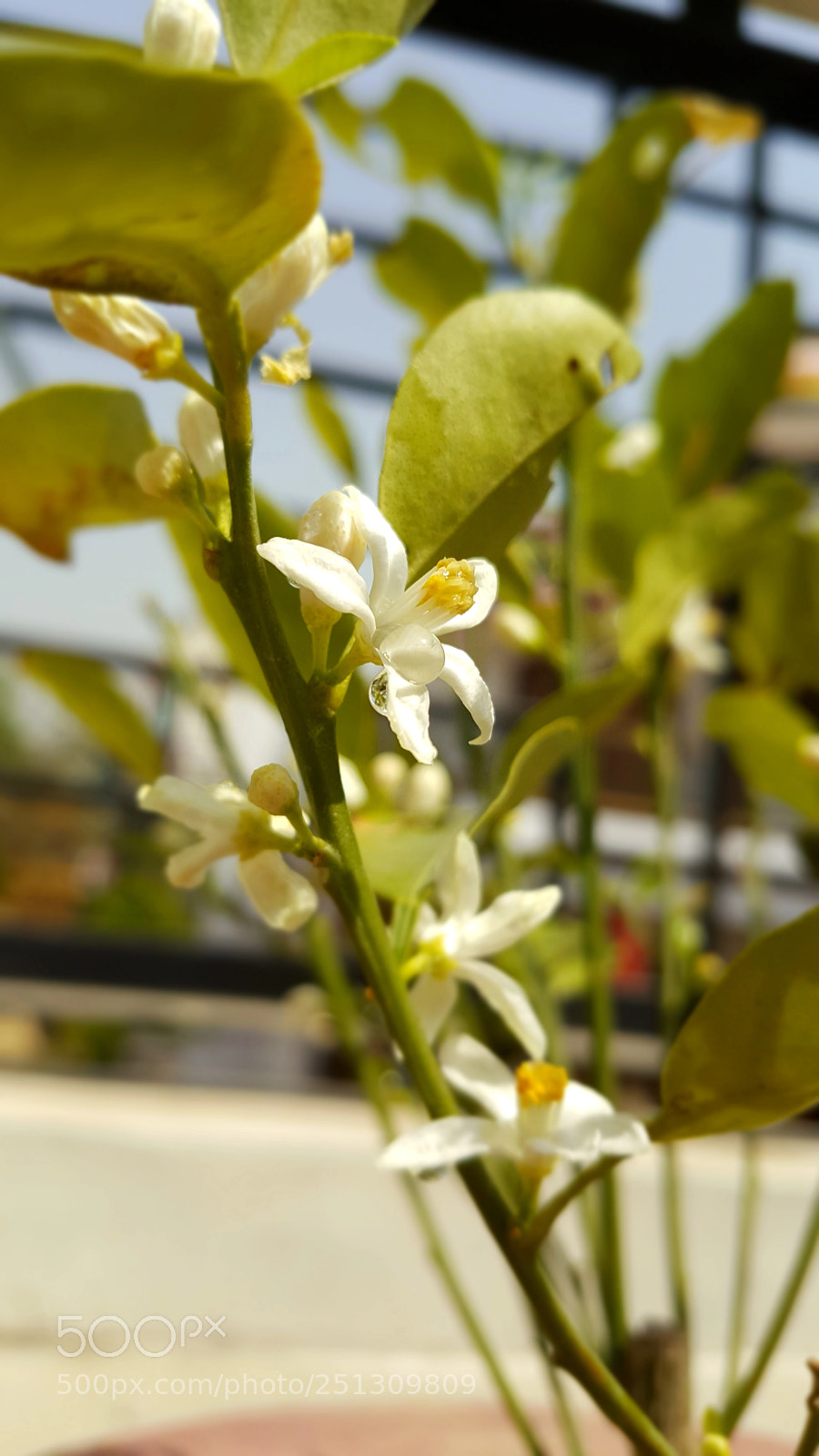 Samsung Galaxy Note5 sample photo. Lemon plant... photography