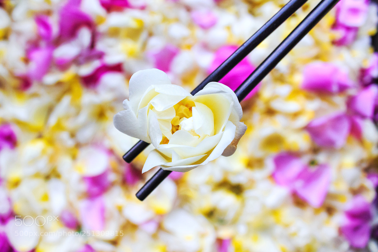 Canon EOS 650D (EOS Rebel T4i / EOS Kiss X6i) sample photo. Flower of jasmine in photography