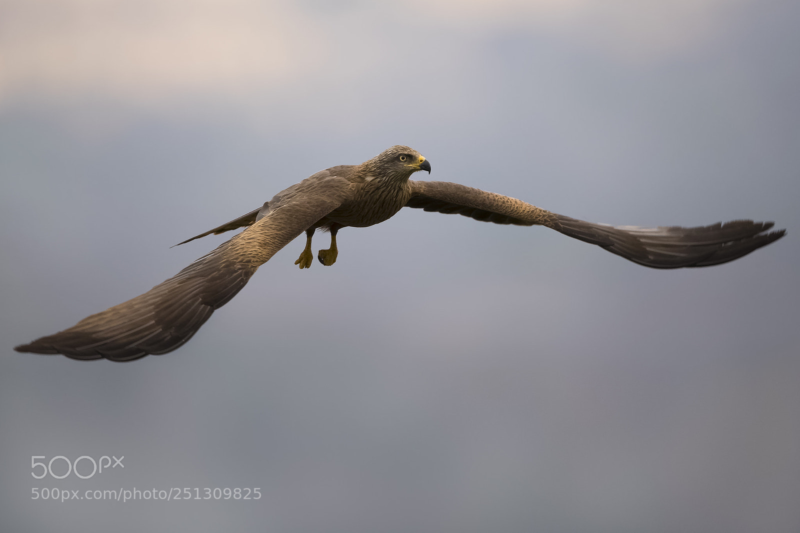 Canon EOS-1D X Mark II sample photo. Blackkite photography