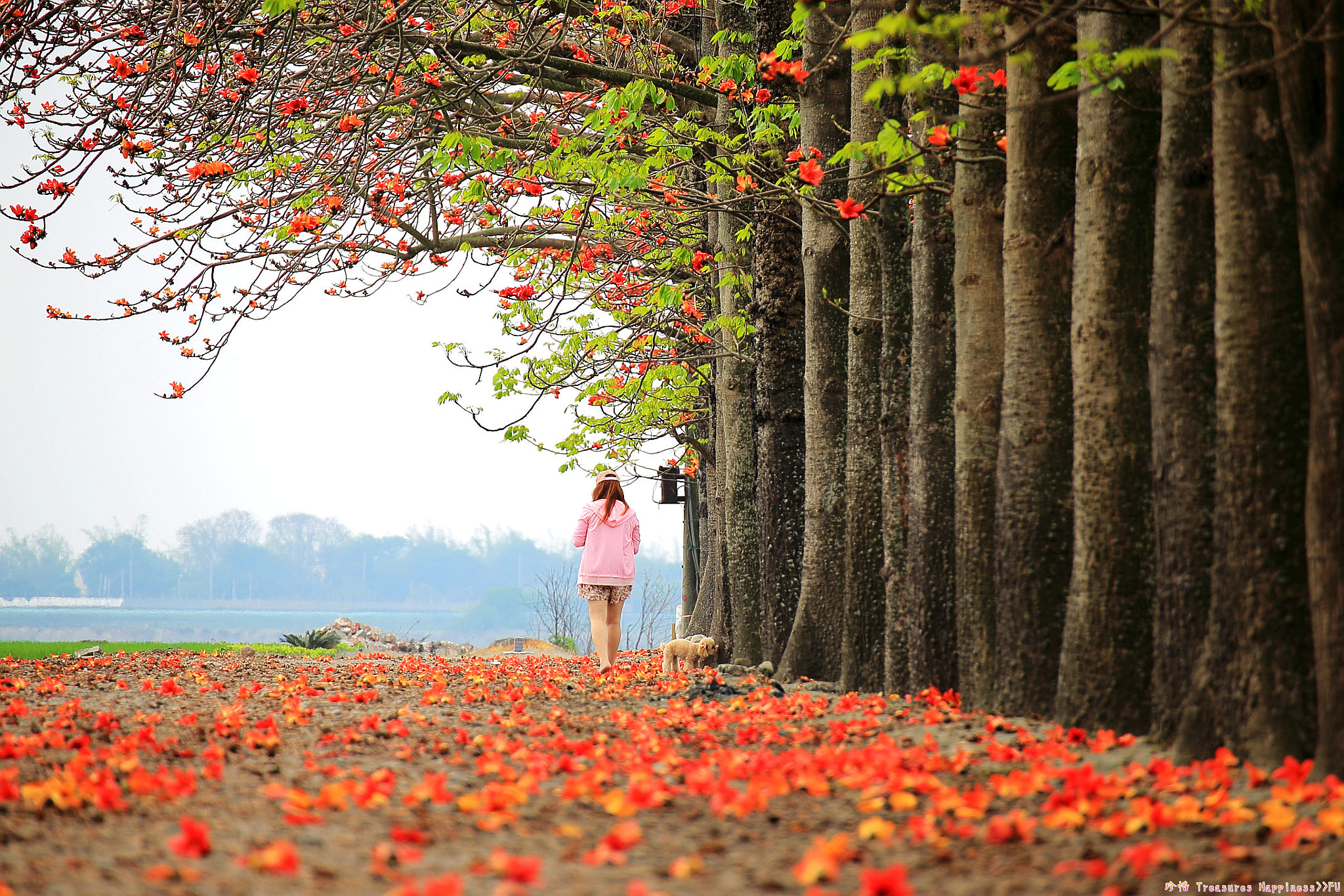 Tamron SP 35mm F1.8 Di VC USD sample photo. 木棉花開 photography