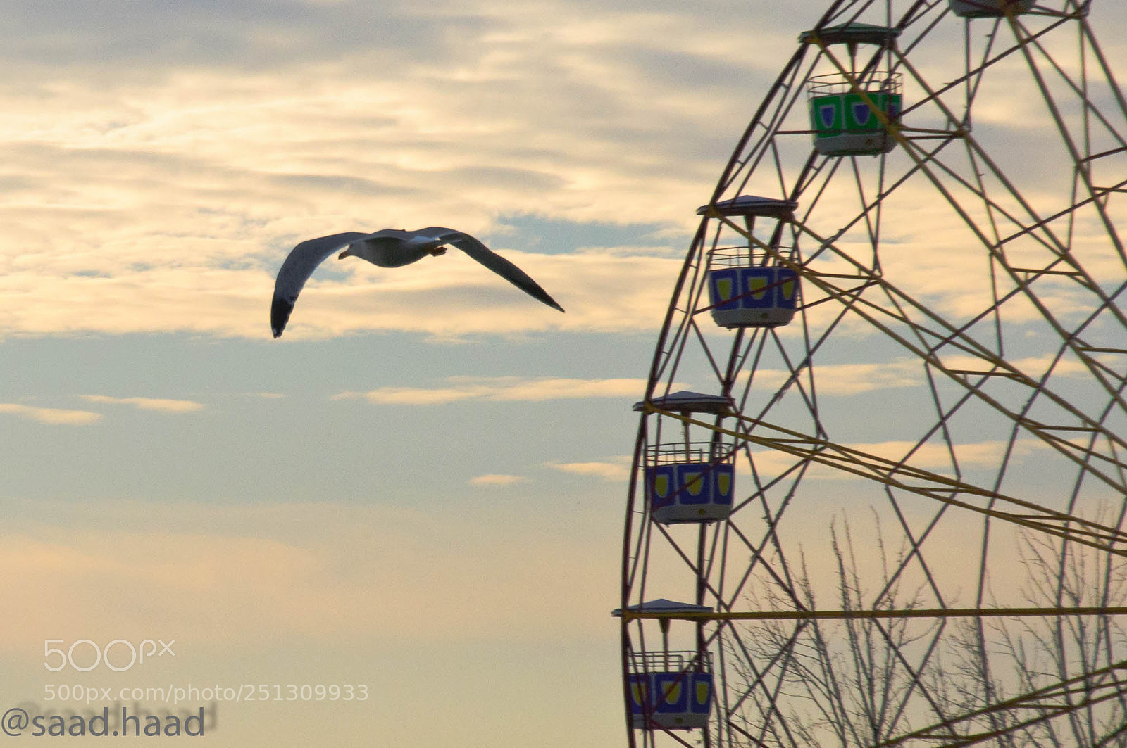 Nikon D90 sample photo. Bird .. photography