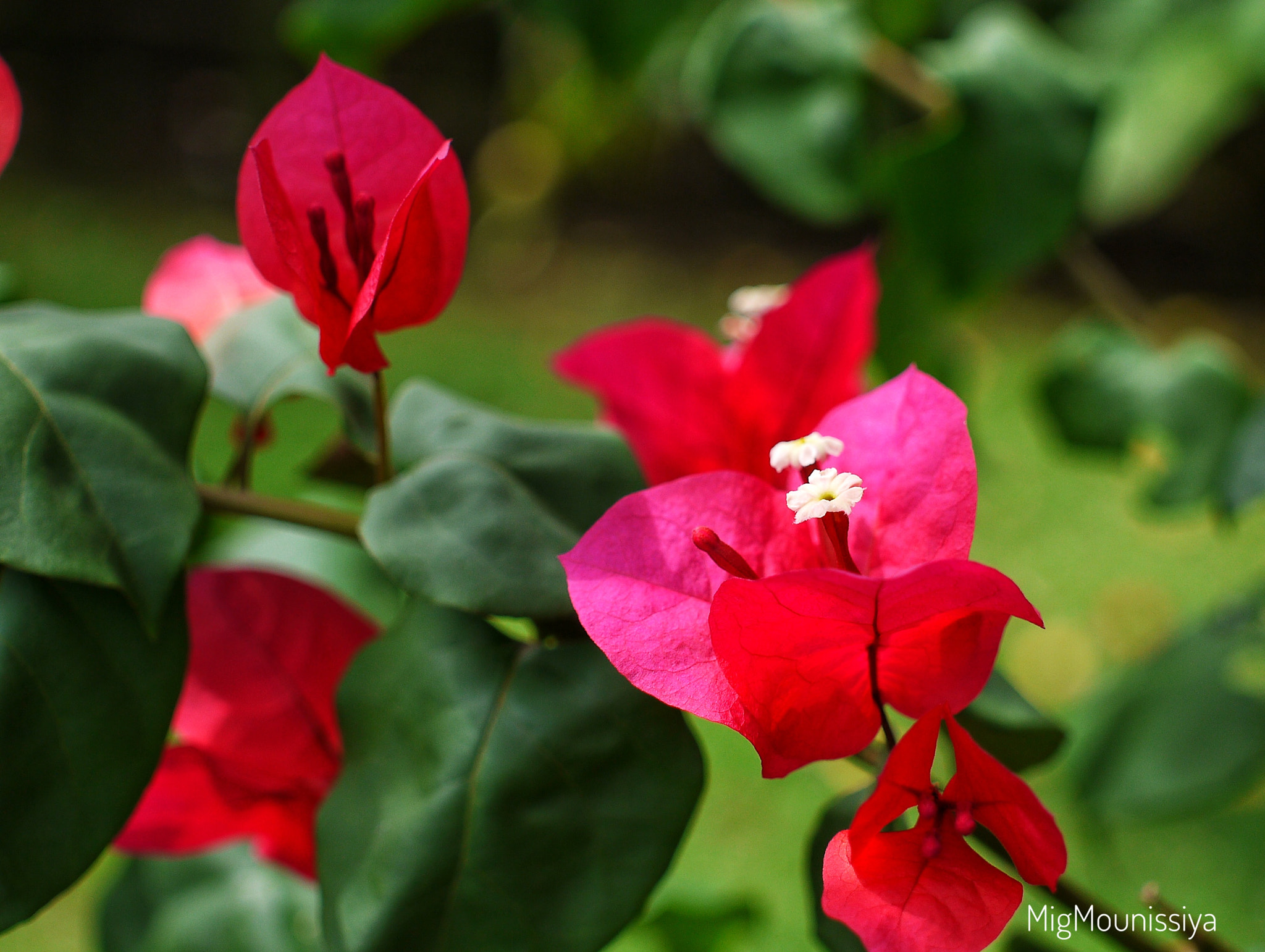 Panasonic Lumix DMC-GF3 sample photo. Bougainvilliers photography