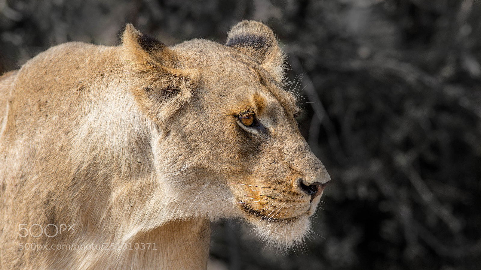 Pentax K-3 sample photo. Lioness photography