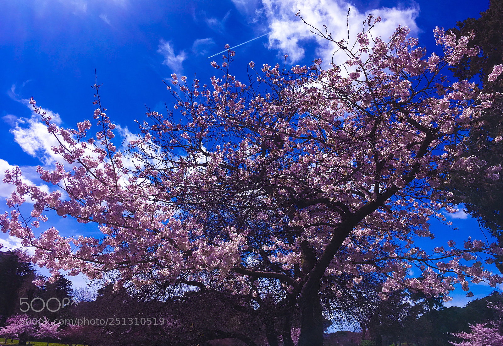 Apple iPhone SE sample photo. Cherry blossoms in rome photography