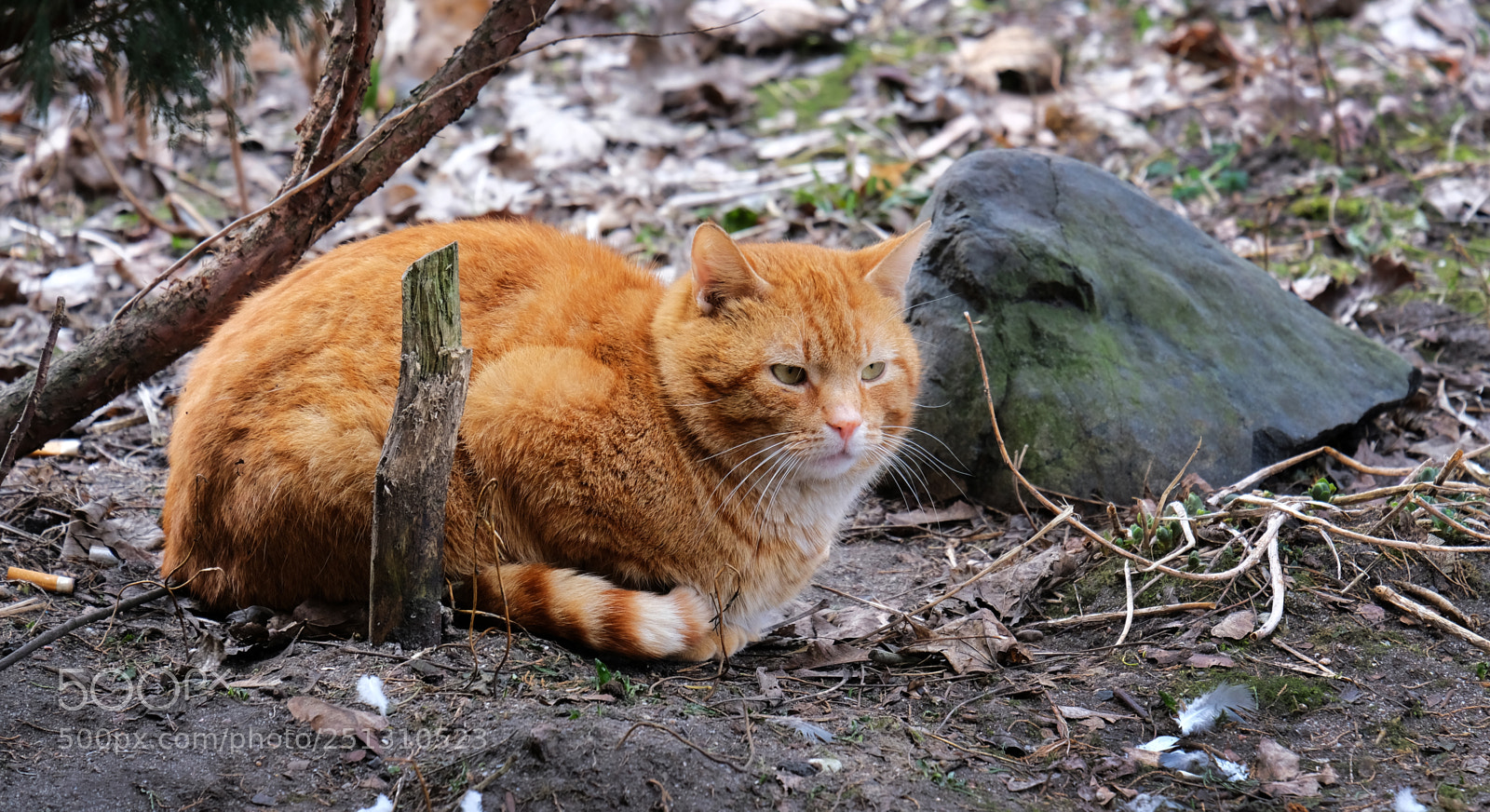 Fujifilm X-T20 sample photo. Red-headed cat photography