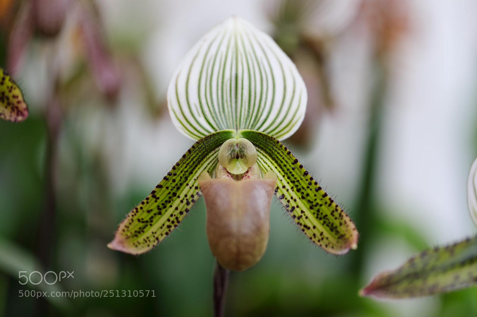 Canon EOS 5D Mark IV sample photo. Orchid photography