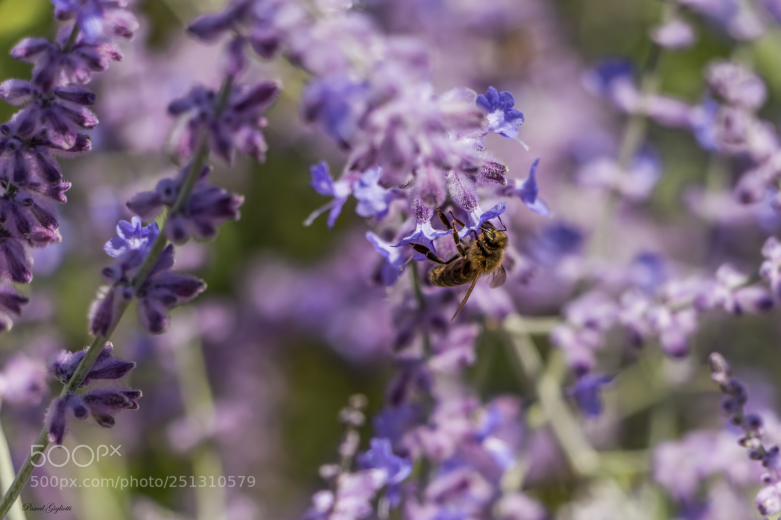 Canon EOS 700D (EOS Rebel T5i / EOS Kiss X7i) sample photo. Bee on lavender photography