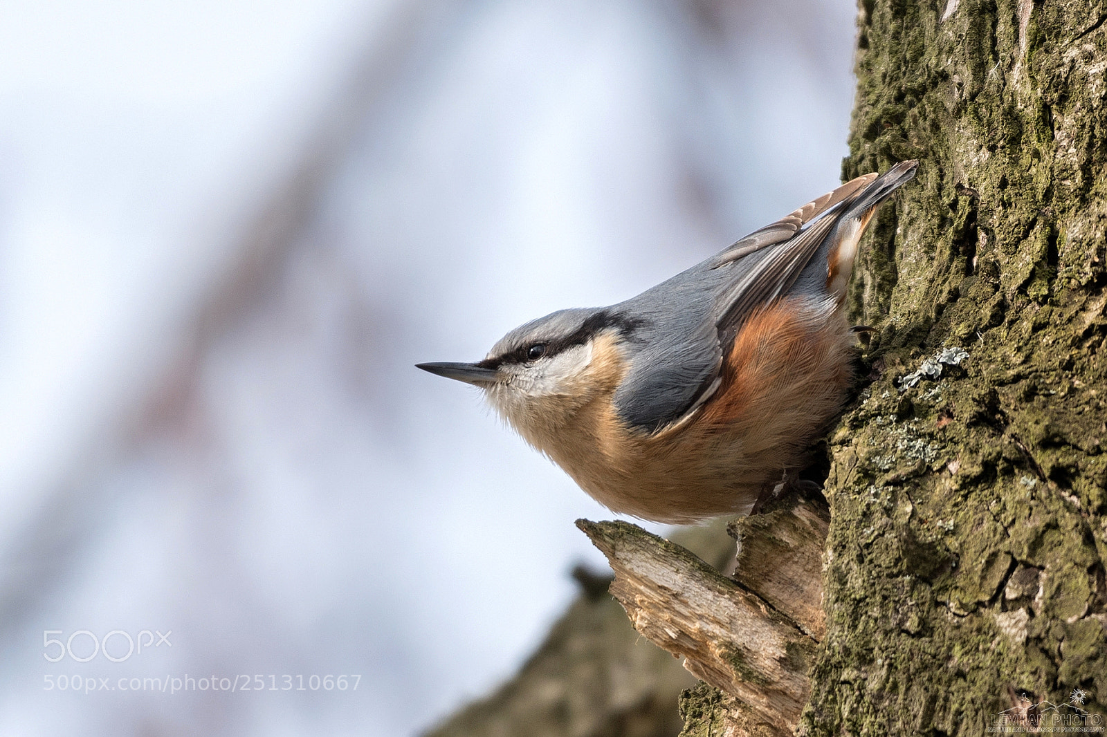 Nikon D500 sample photo. Sitta europaea photography