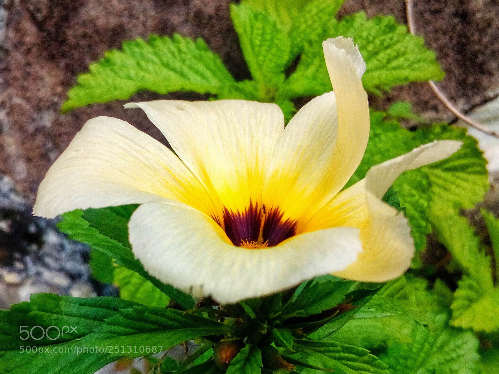 HUAWEI Y5II sample photo. Untitled photography