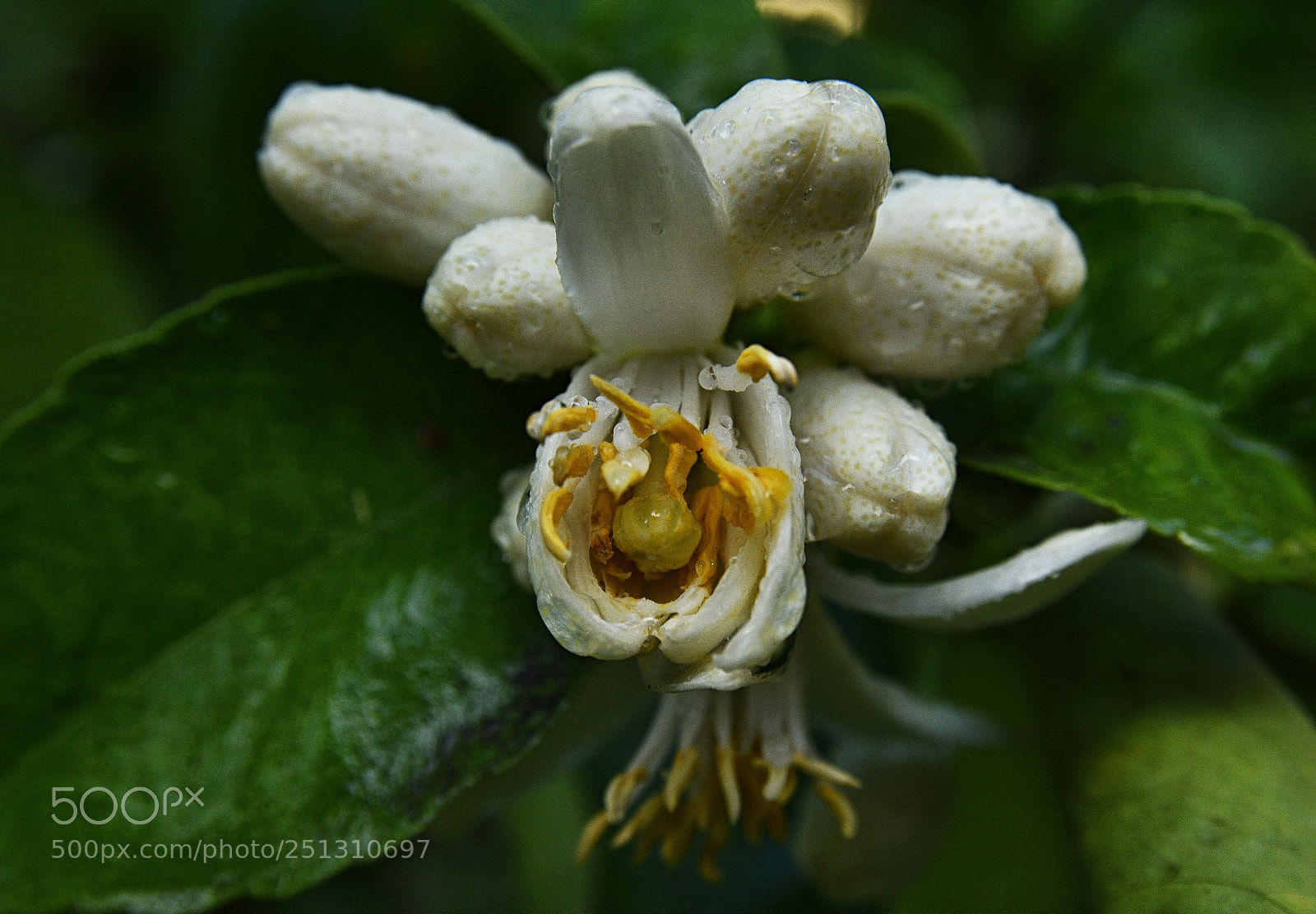 Nikon D7200 sample photo. Asl photography