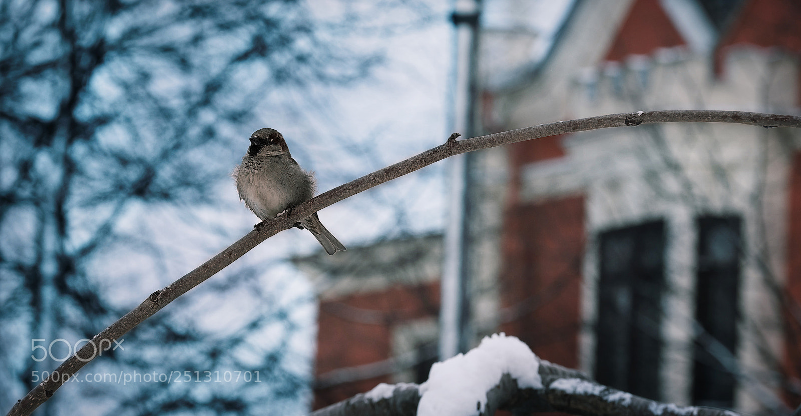Fujifilm X-T20 sample photo. Tree sparrow photography