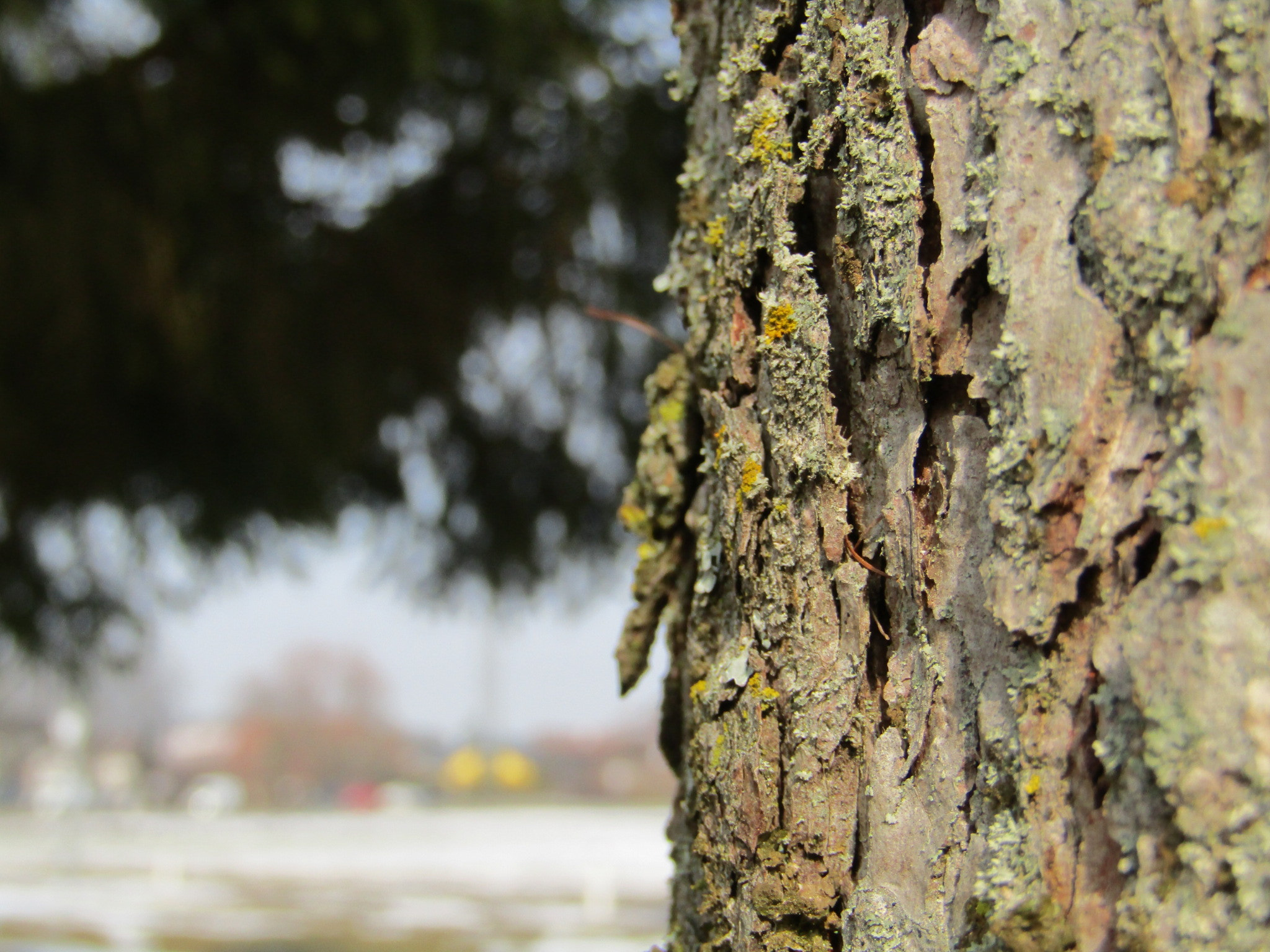 Canon POWERSHOT SX430 IS sample photo. ... photography